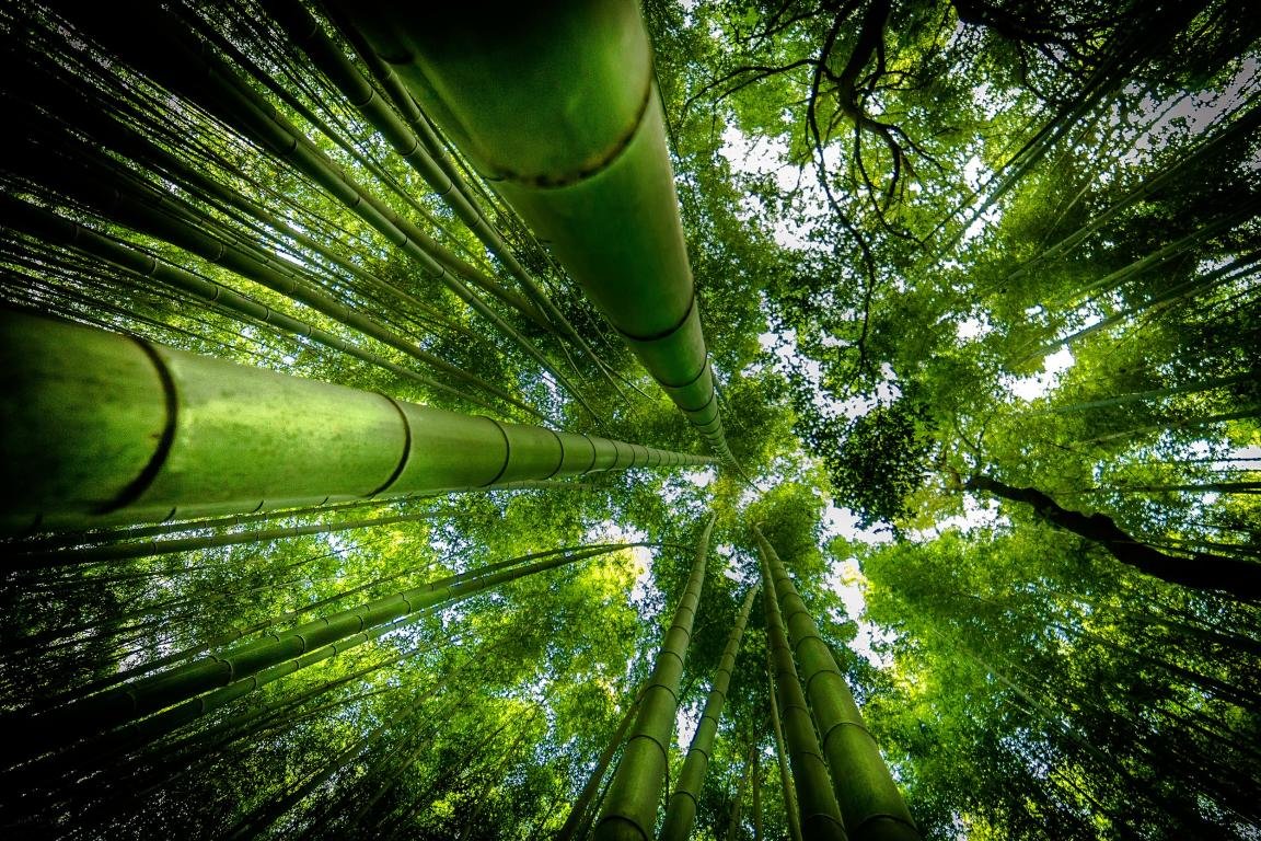 Bamboo Hd Wallpapers