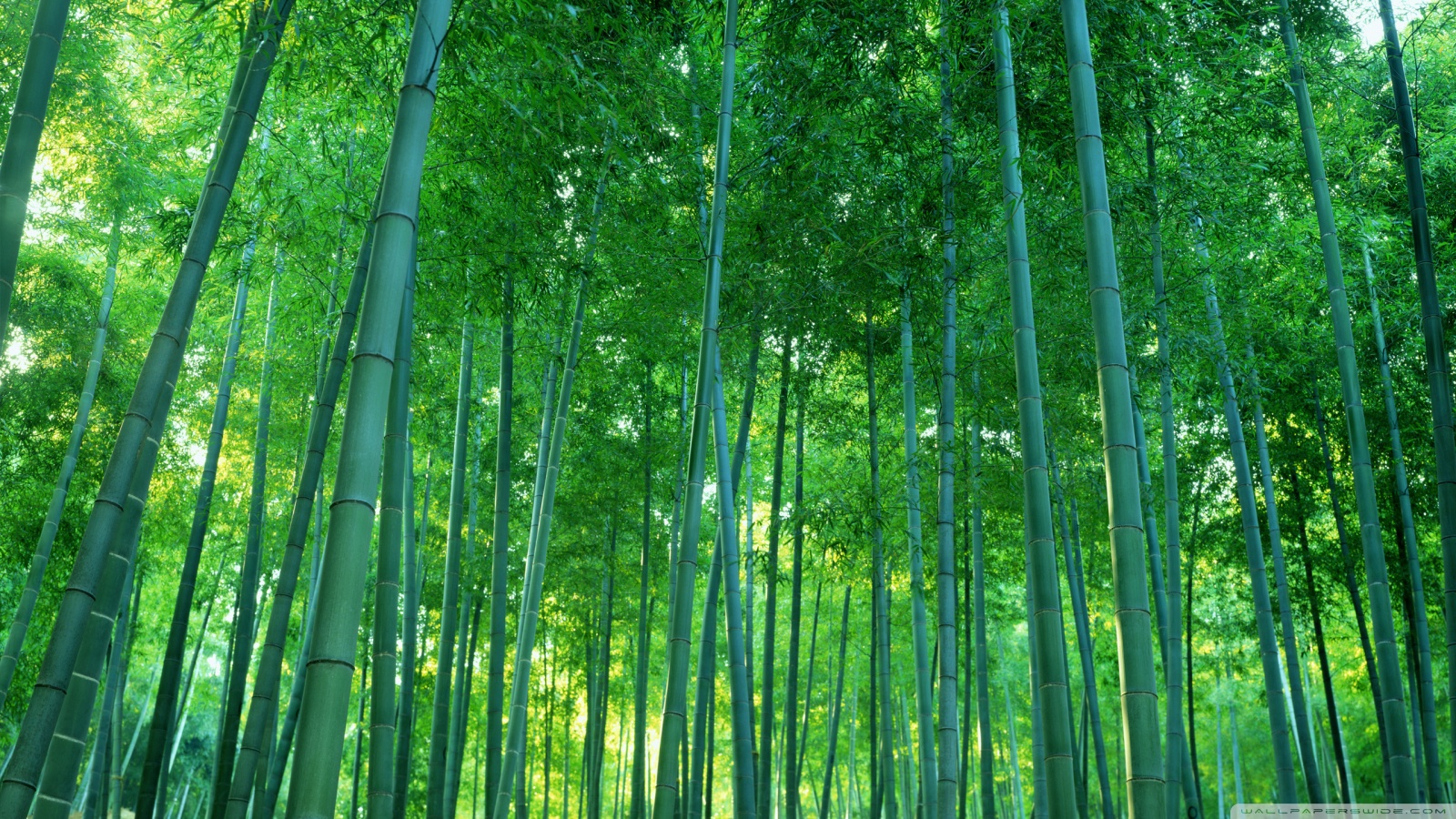 Bamboo Hd Wallpapers