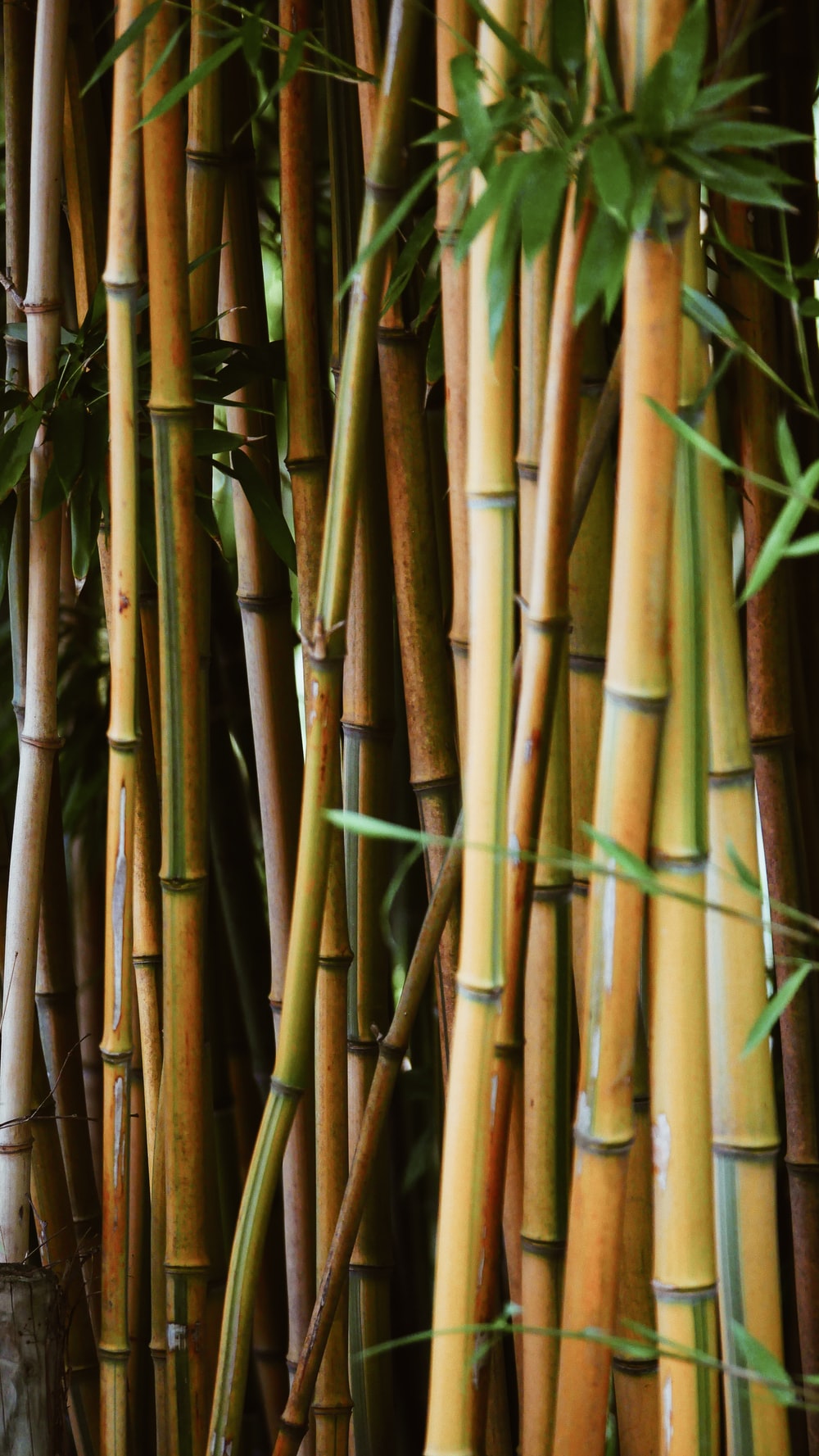 Bamboo Hd Wallpapers