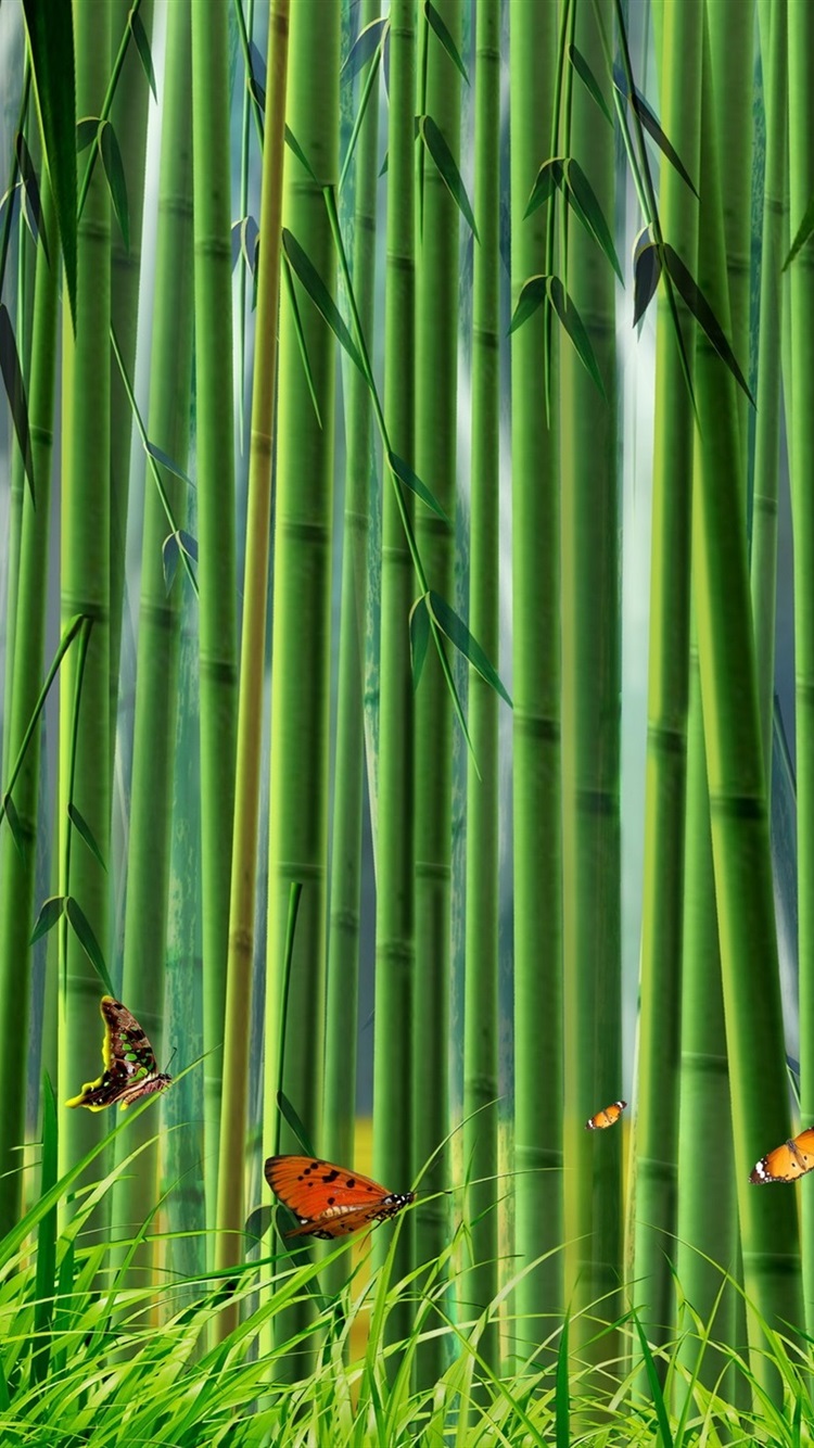 Bamboo Iphone Wallpapers