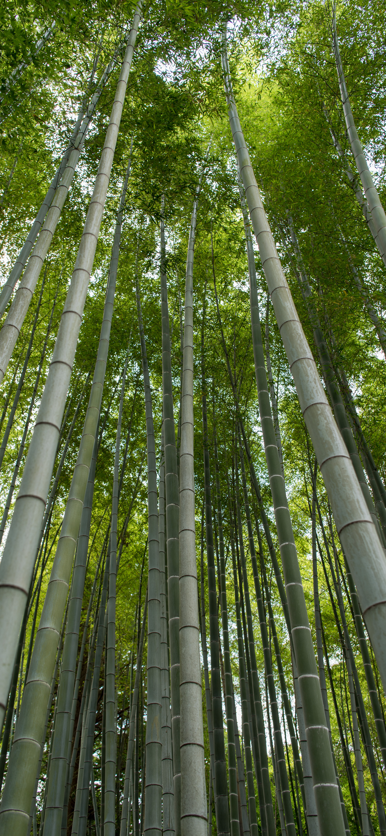 Bamboo Iphone Wallpapers