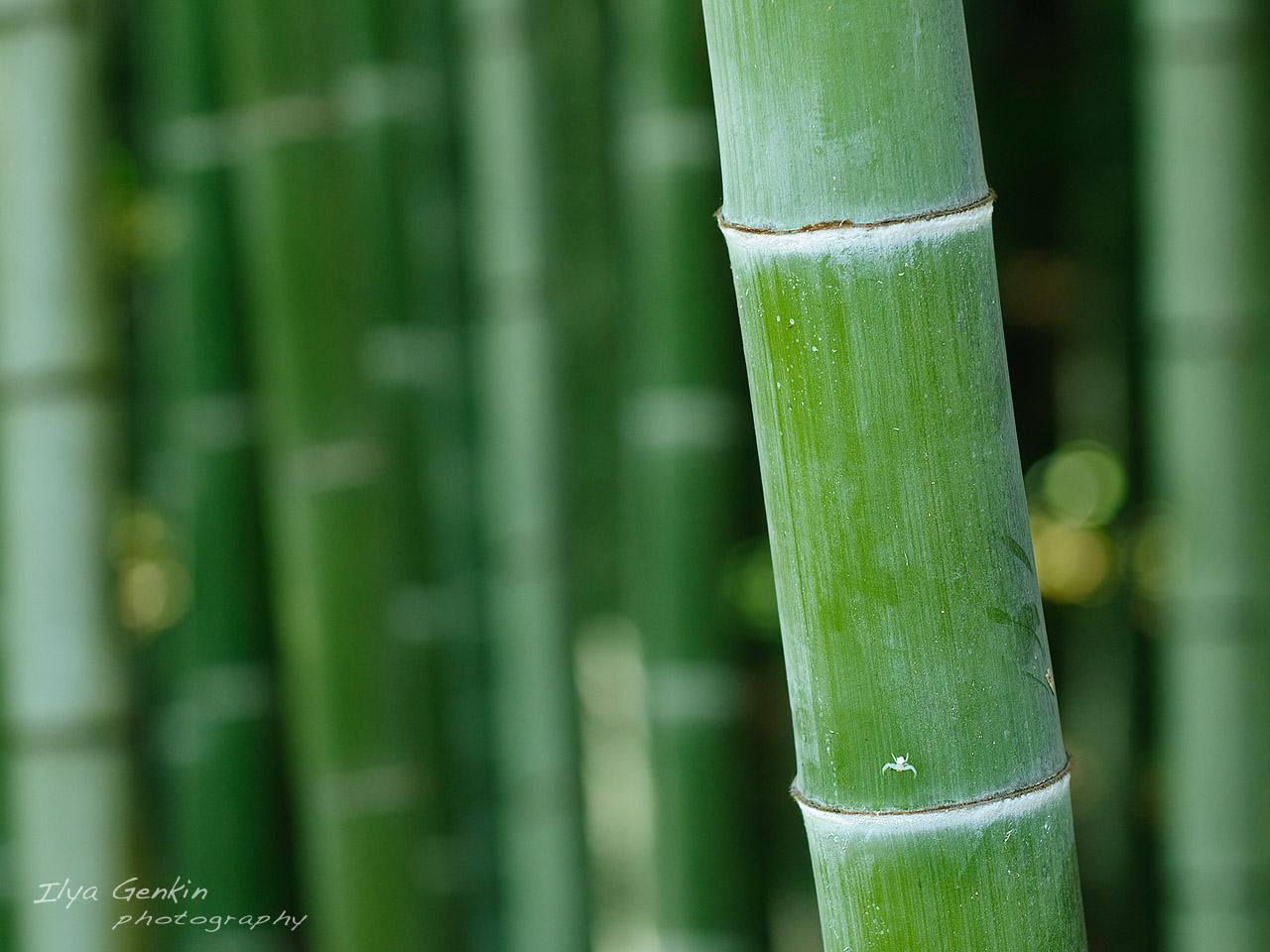 Bamboo Iphone Wallpapers