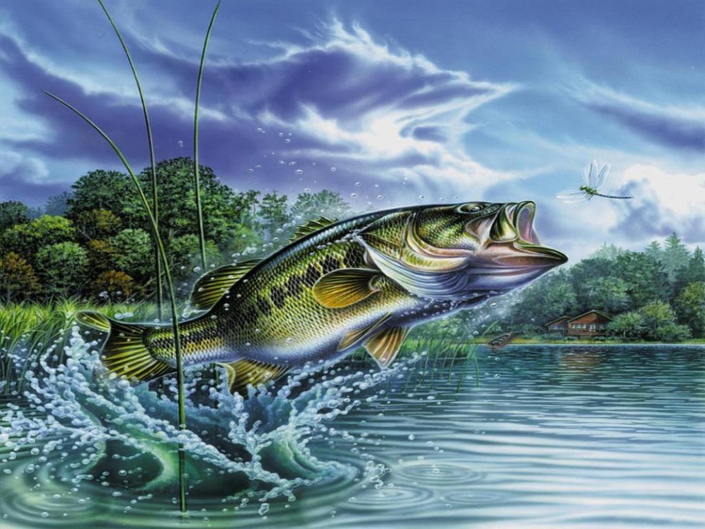 Bass Fishing Wallpapers