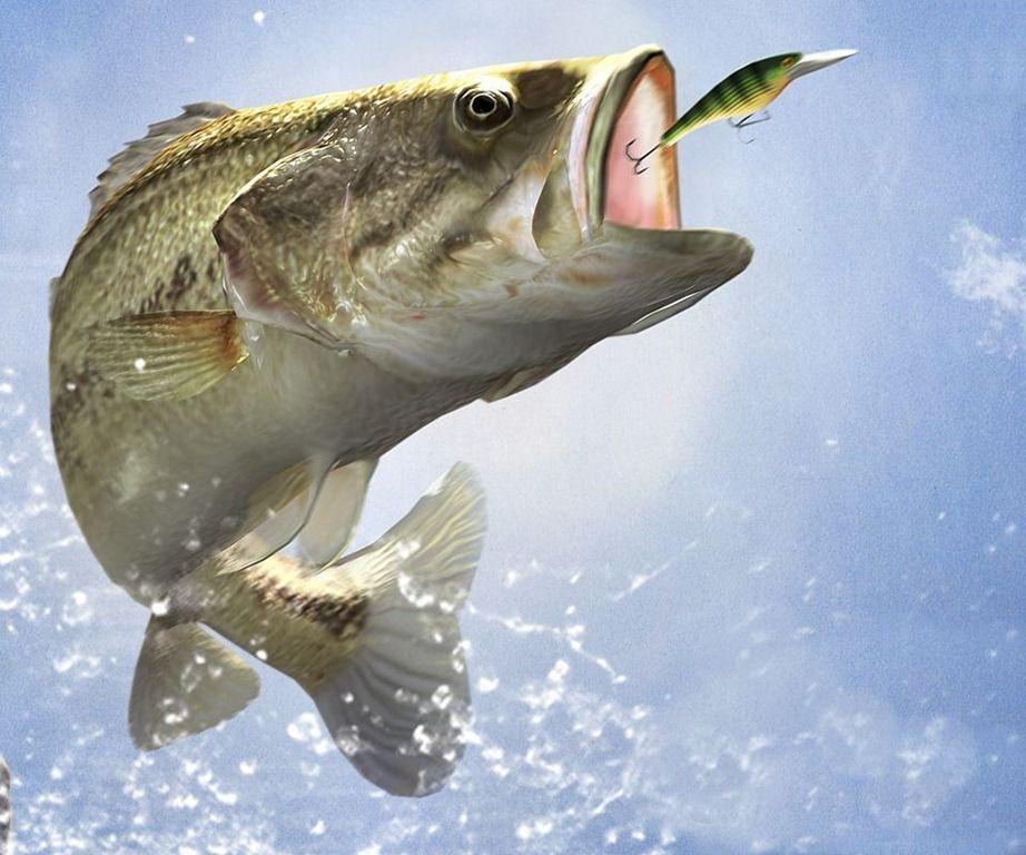 Bass Fishing Wallpapers