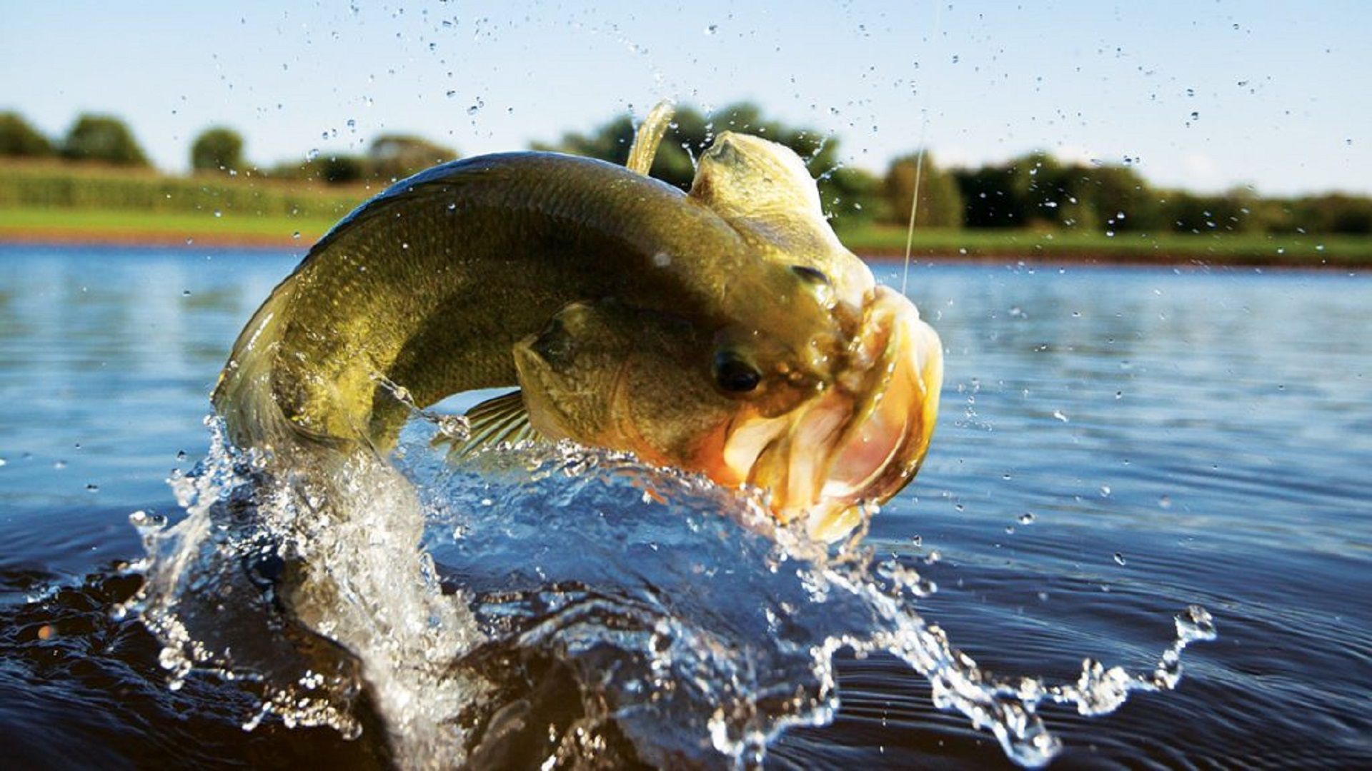 Bass Fishing Wallpapers