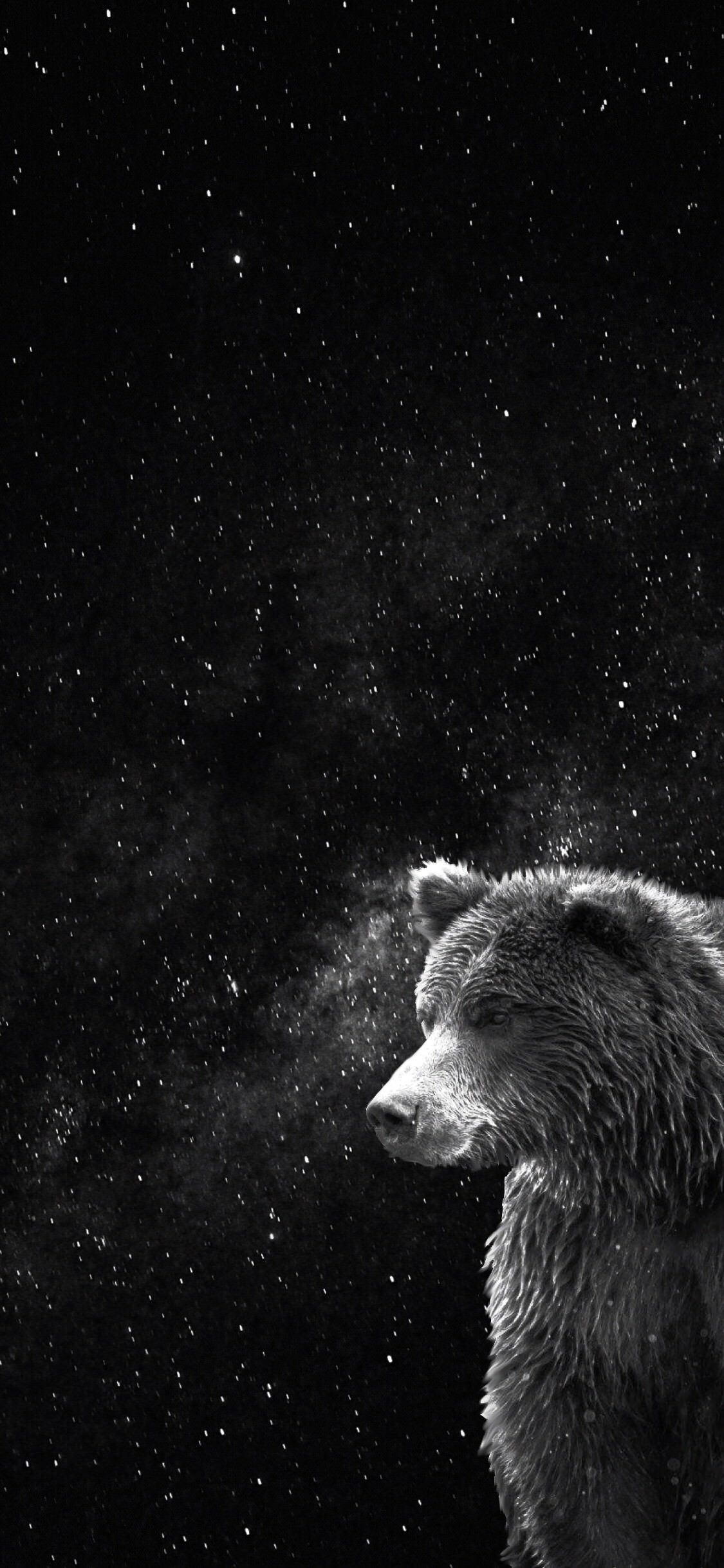 Bear Phone Wallpapers