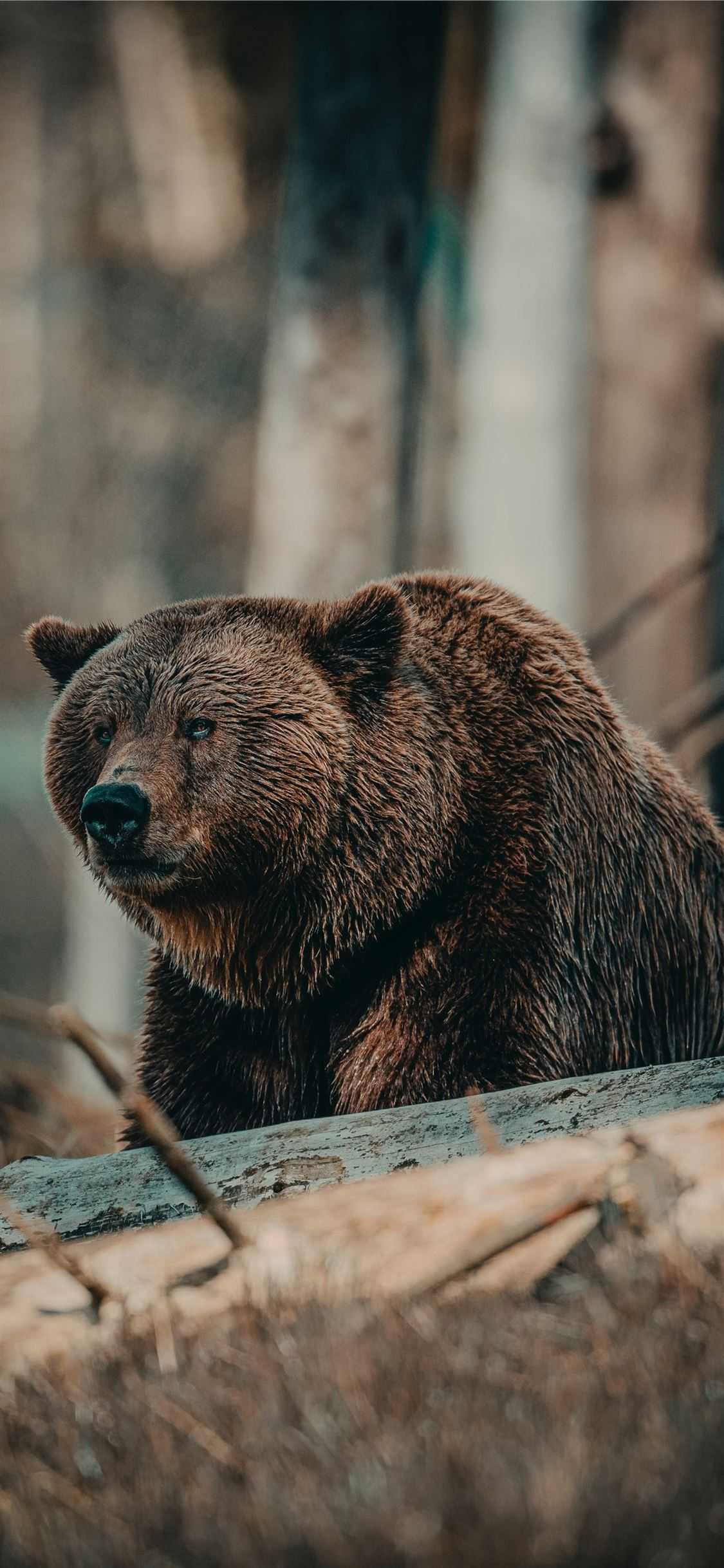 Bear Phone Wallpapers