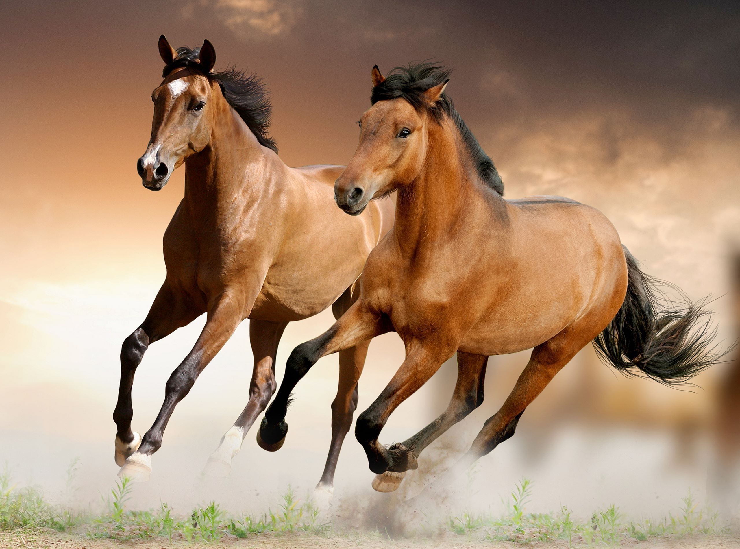 Beautiful Brown Horses Wallpapers