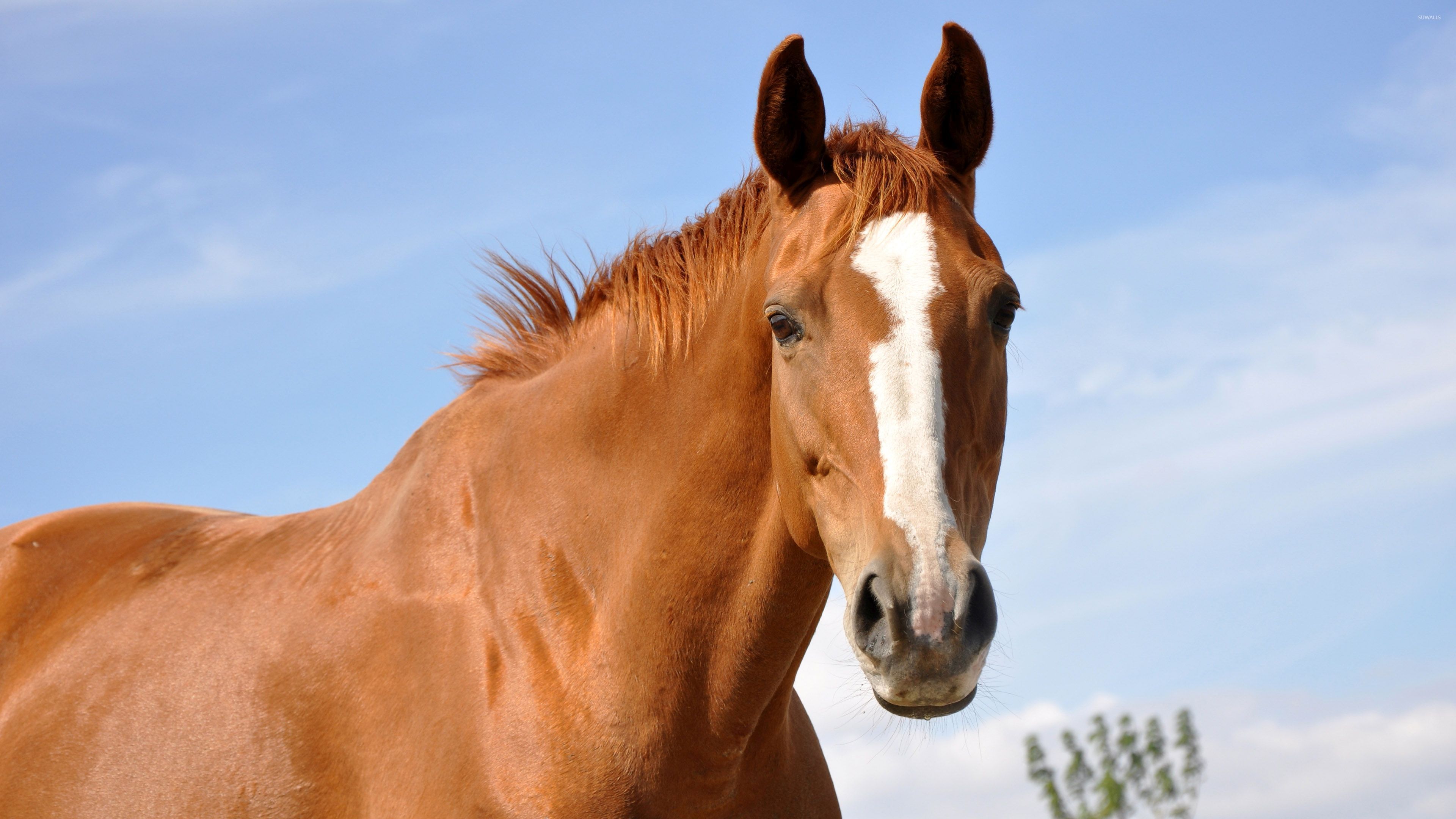 Beautiful Brown Horses Wallpapers