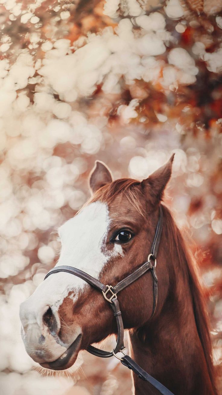 Beautiful Brown Horses Wallpapers