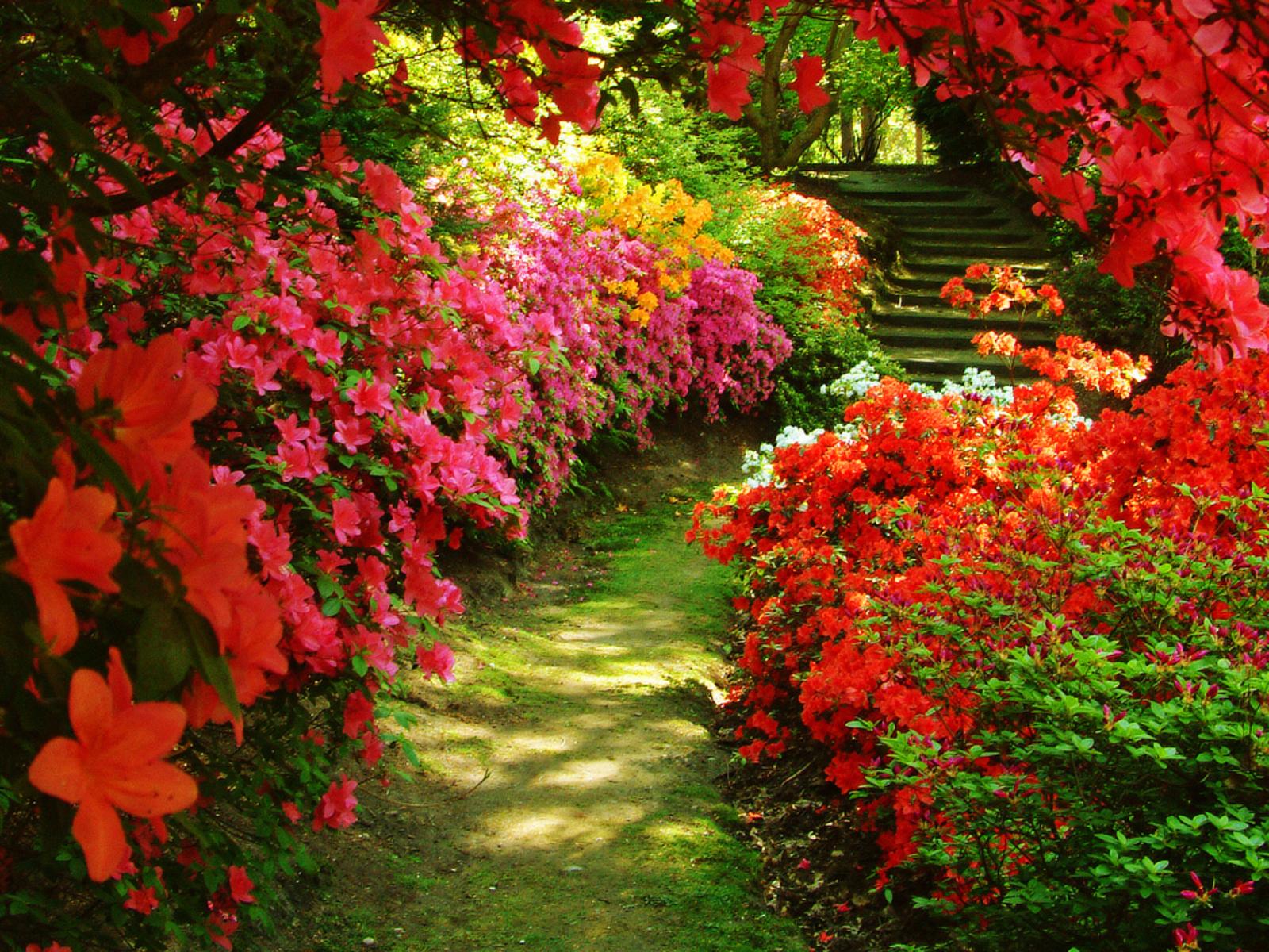 Beautiful Garden Wallpapers