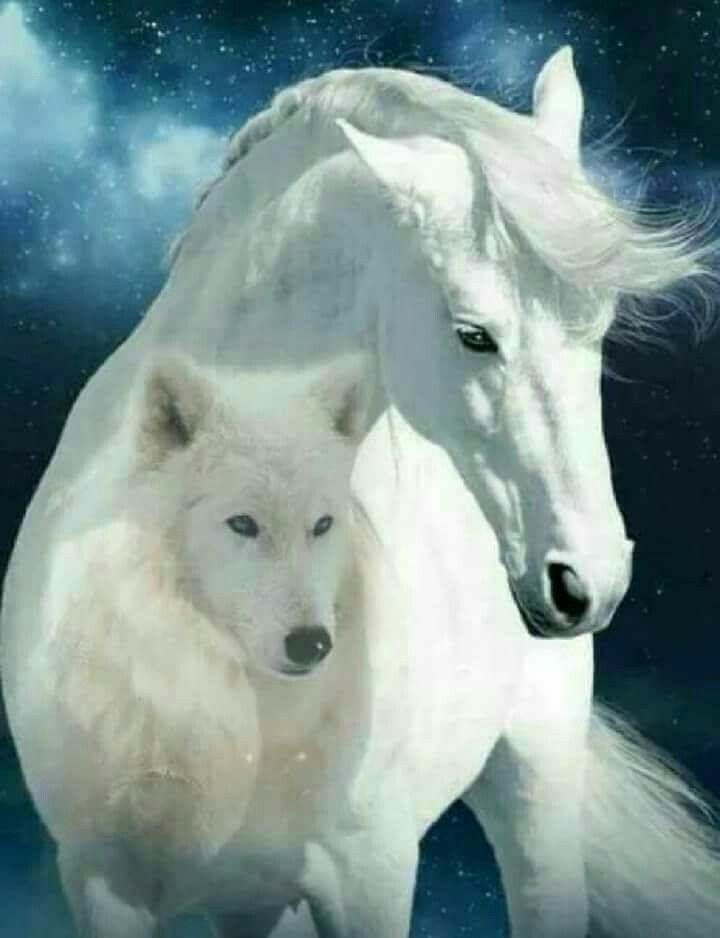 Beautiful Horses And Wolves Wallpapers