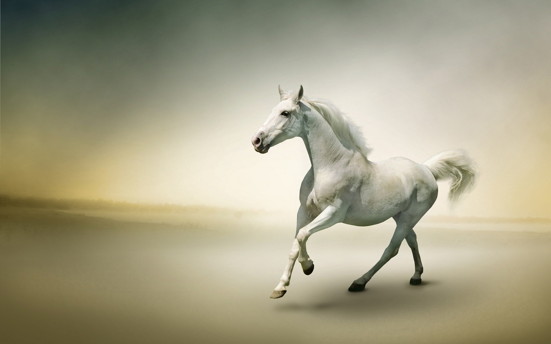 Beautiful Horses And Wolves Wallpapers
