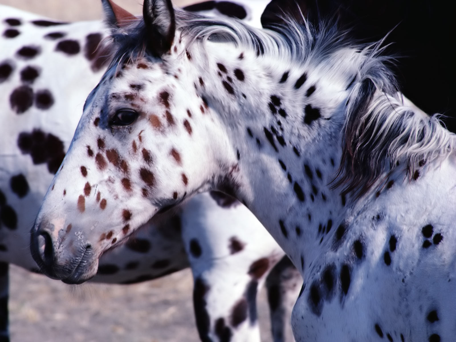 Beautiful Horses And Wolves Wallpapers