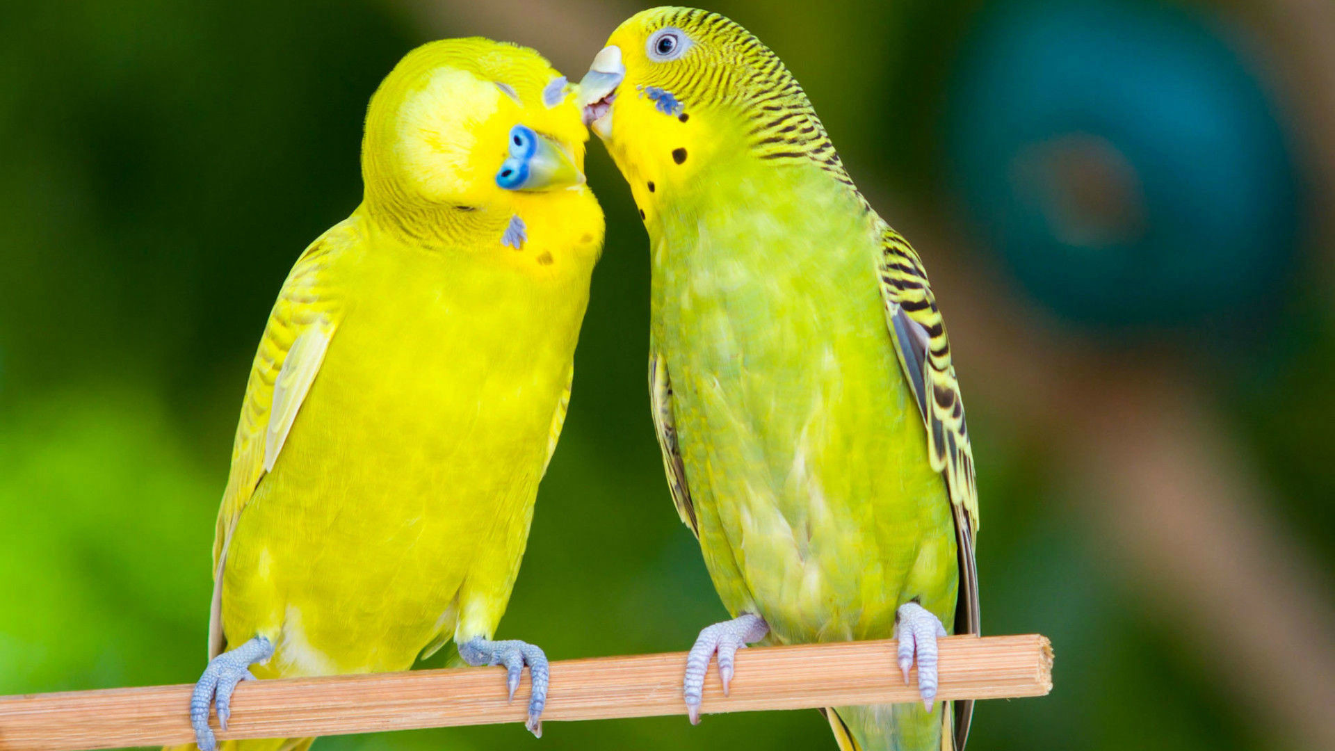 Beautiful Love Birds Wallpapers