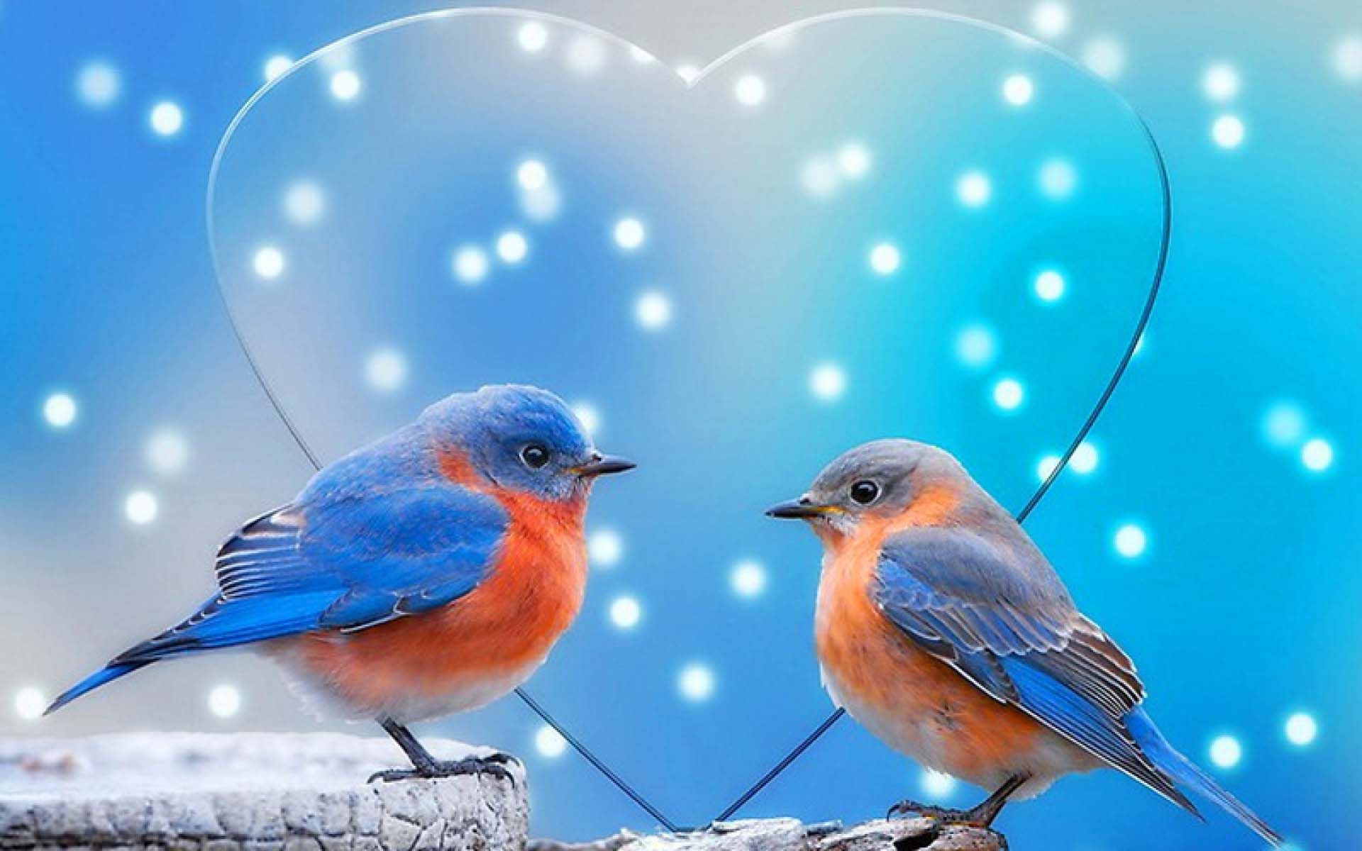 Beautiful Love Birds Wallpapers