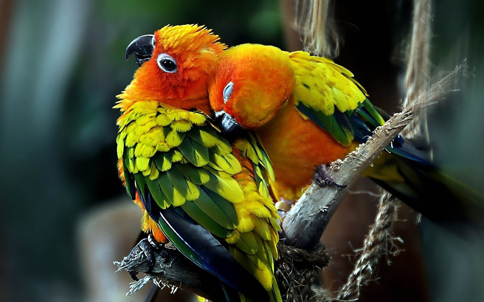 Beautiful Love Birds Wallpapers