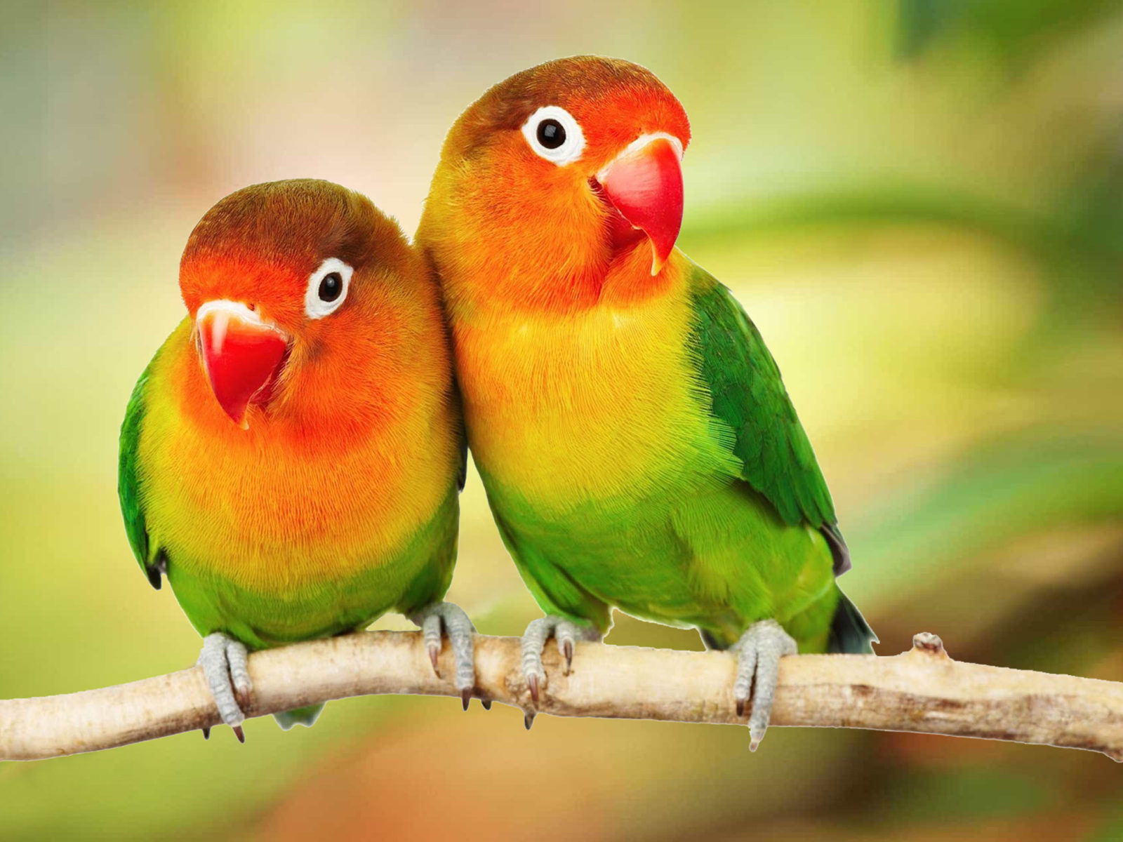 Beautiful Love Birds Wallpapers