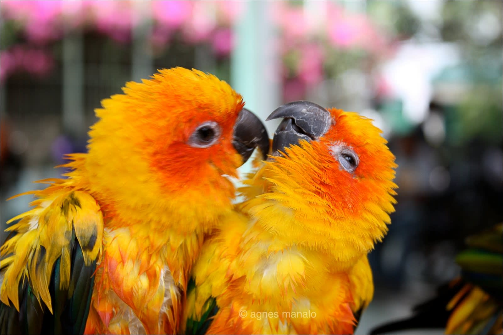 Beautiful Love Birds Wallpapers