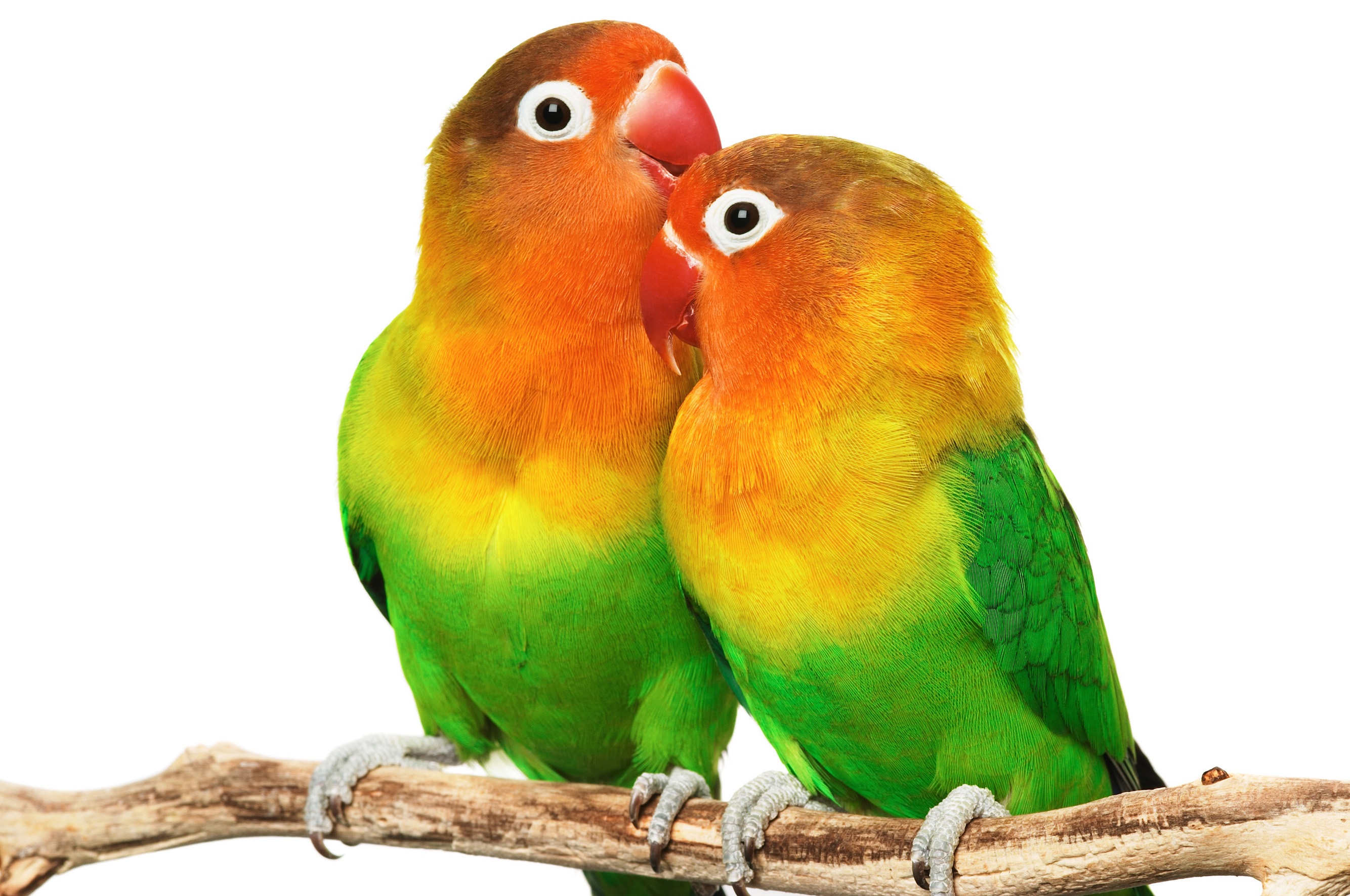 Beautiful Love Birds Wallpapers