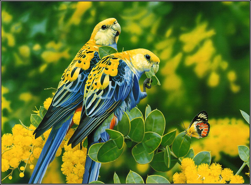 Beautiful Love Birds Wallpapers