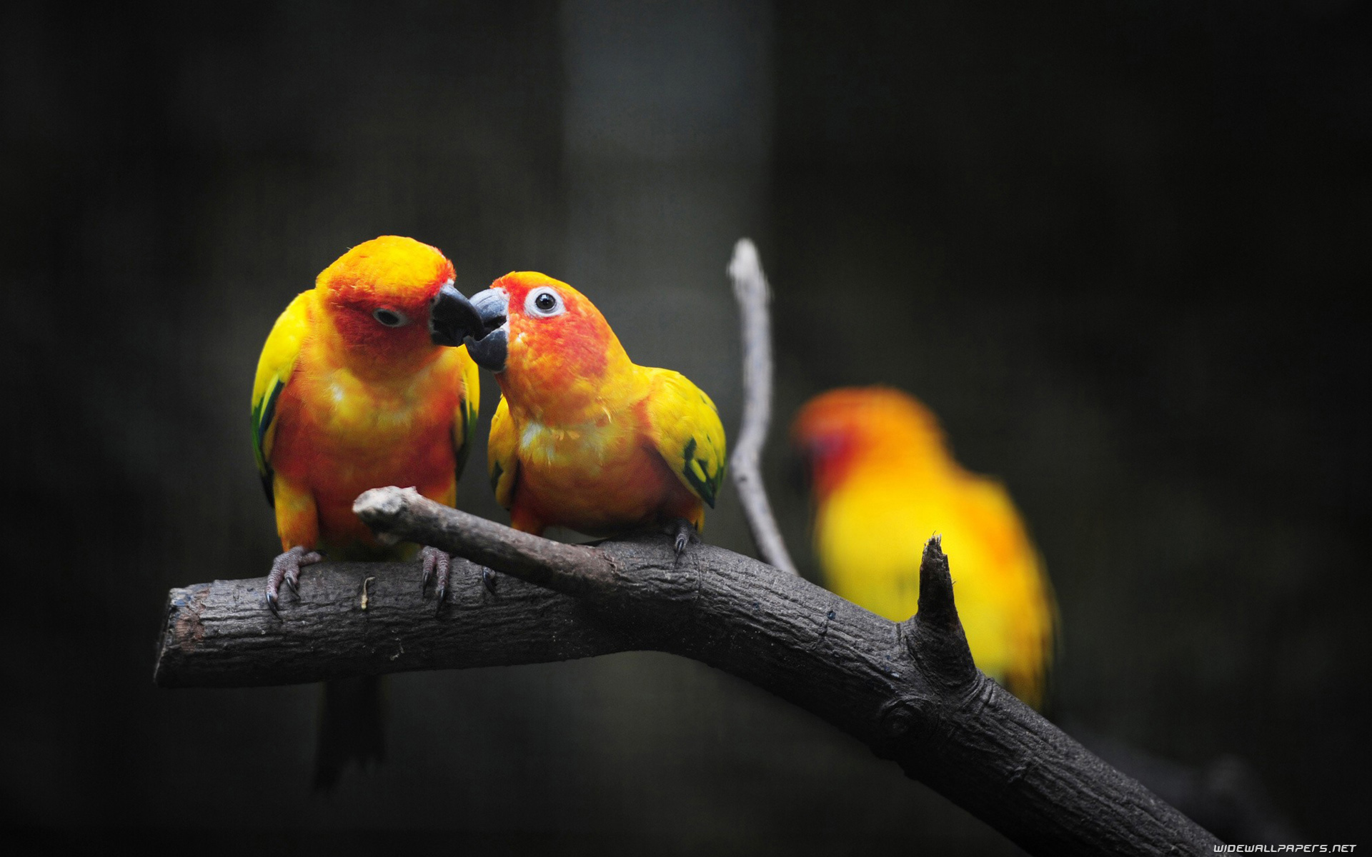 Beautiful Love Birds Wallpapers