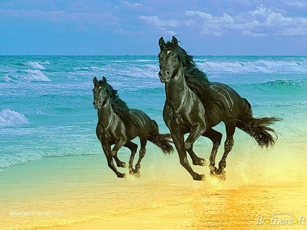 Beautiful Mystical Horse Wallpapers