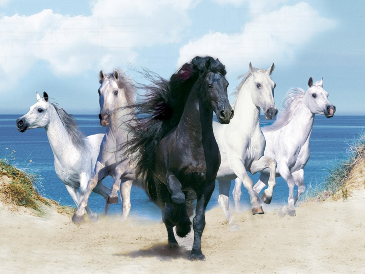 Beautiful Mystical Horse Wallpapers