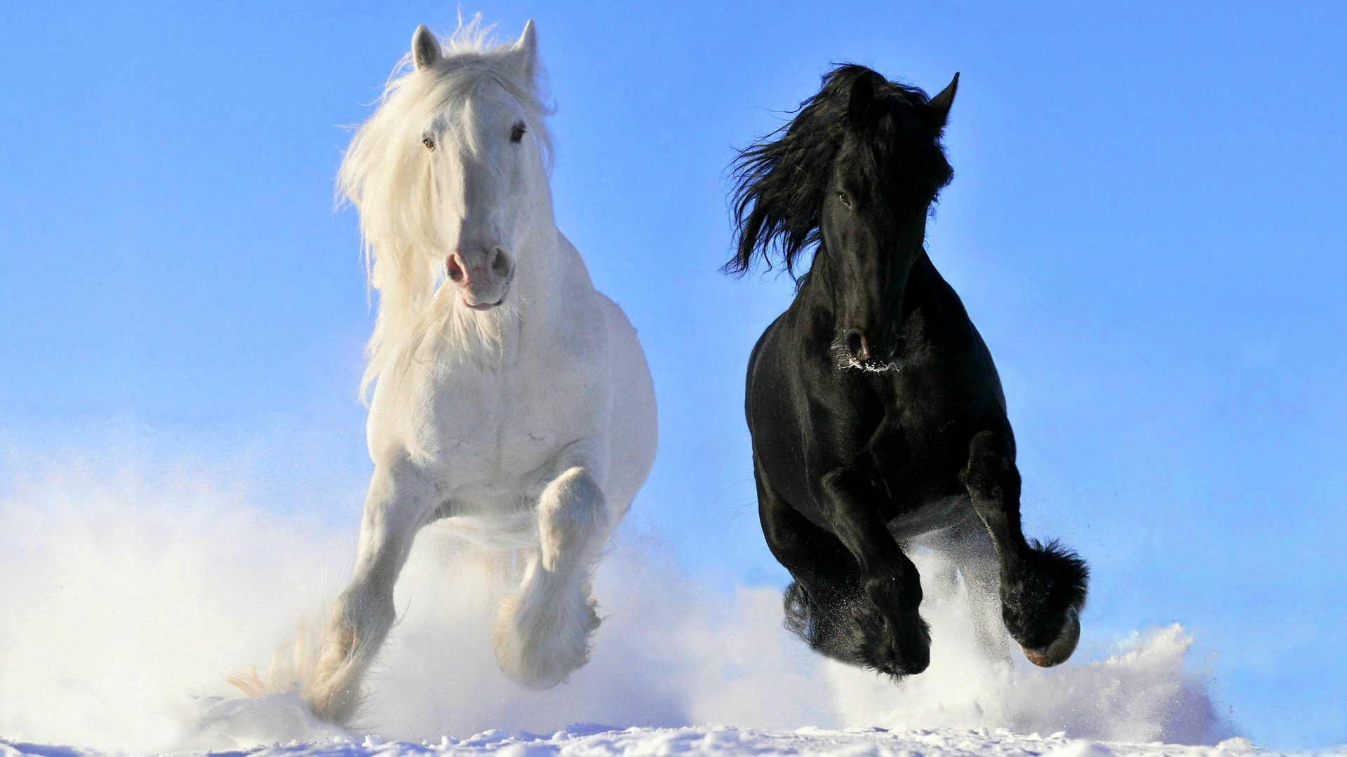 Beautiful Mystical Horse Wallpapers