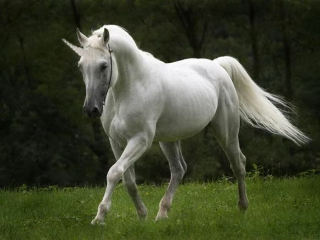 Beautiful Mystical Horse Wallpapers