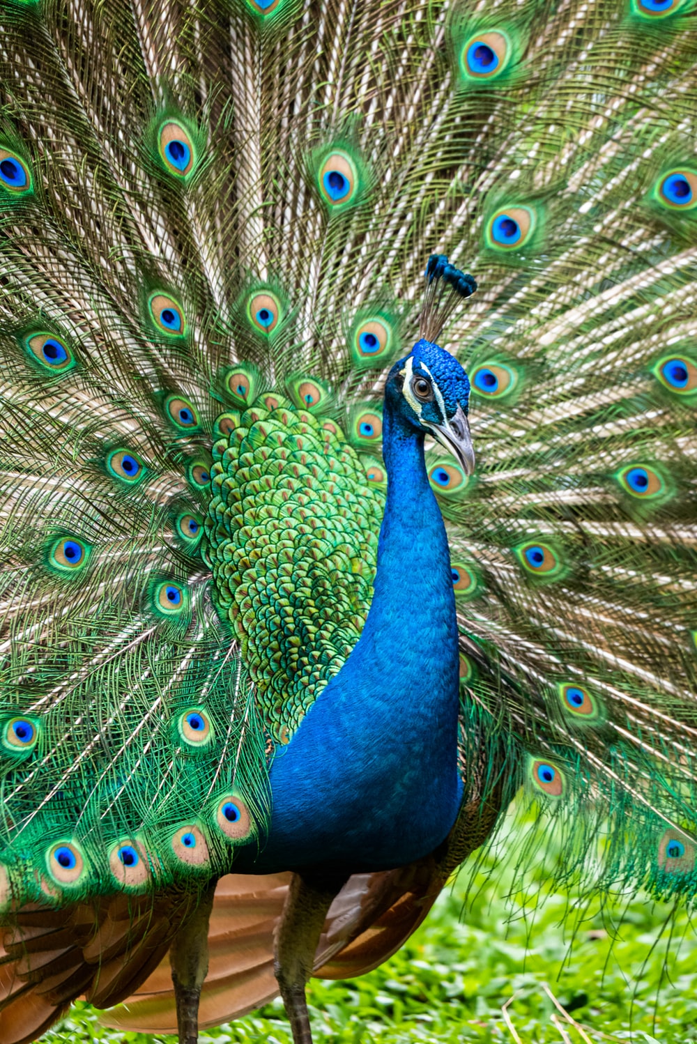 Beautiful Peacock Wallpapers