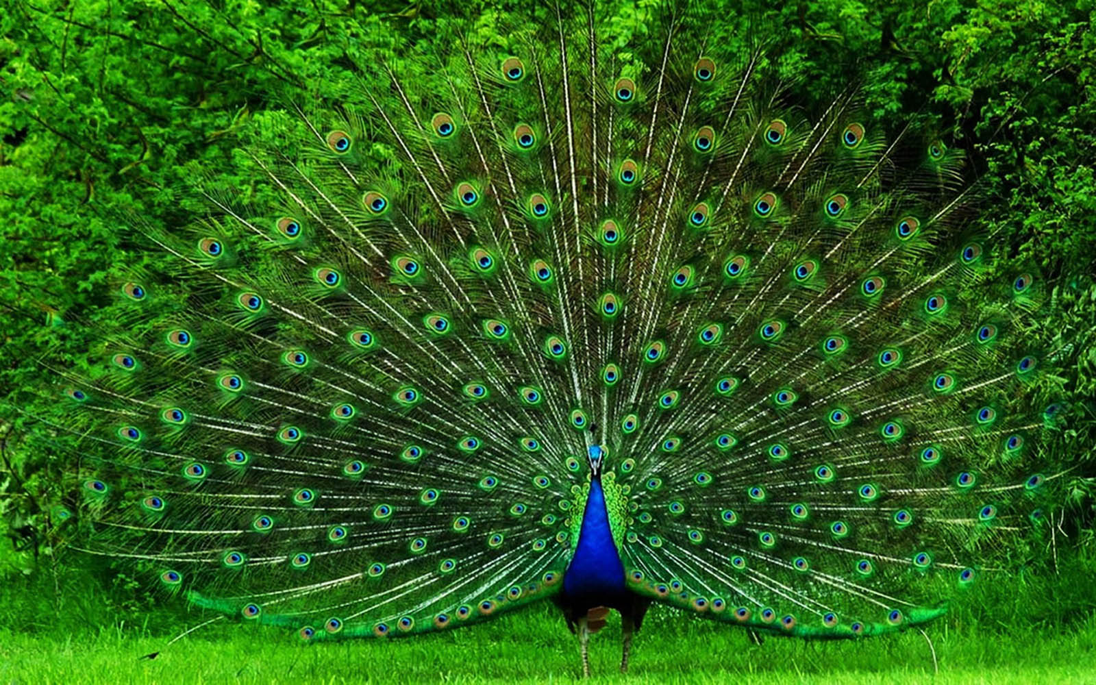 Beautiful Peacock Wallpapers
