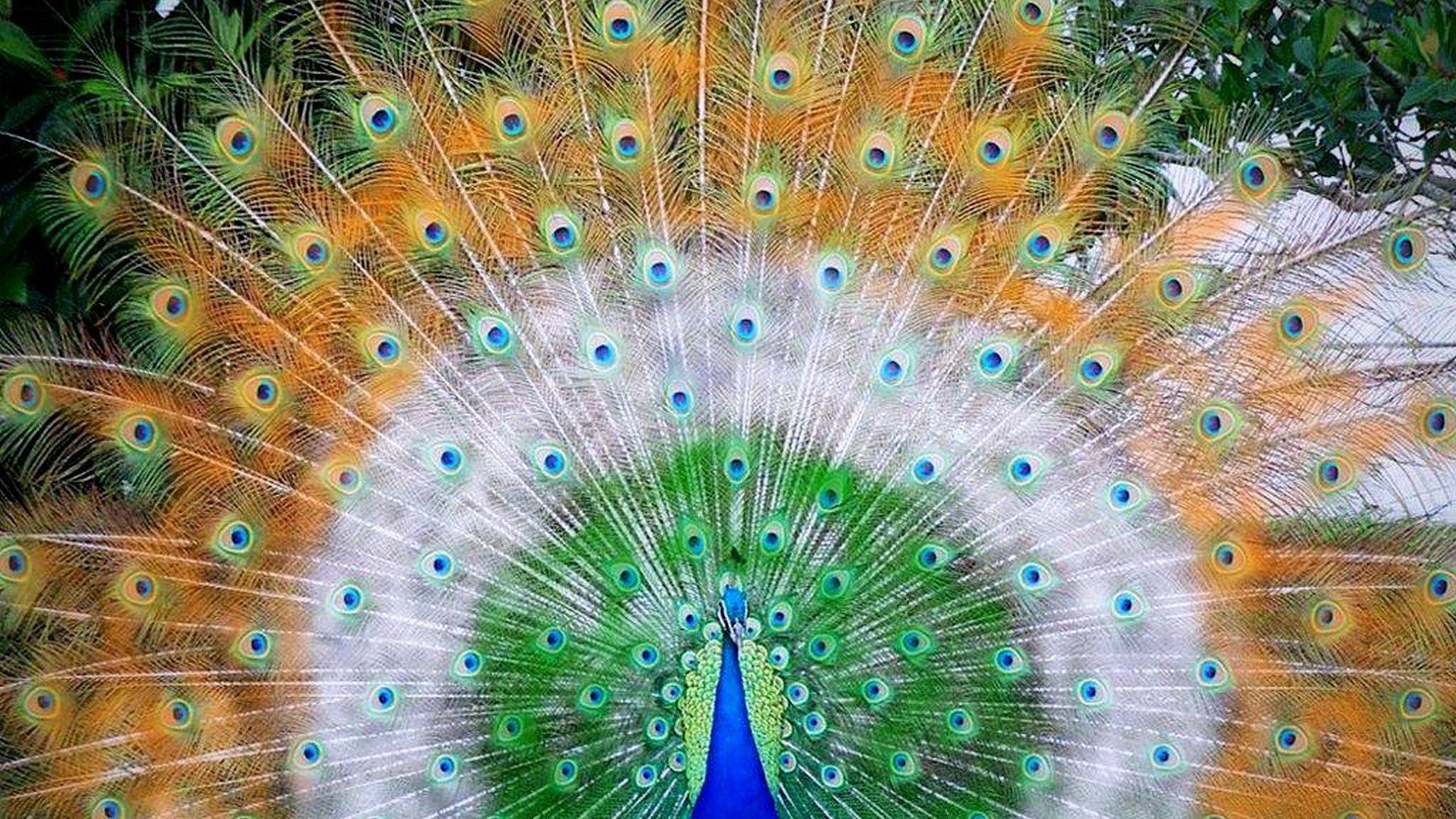 Beautiful Peacock Wallpapers