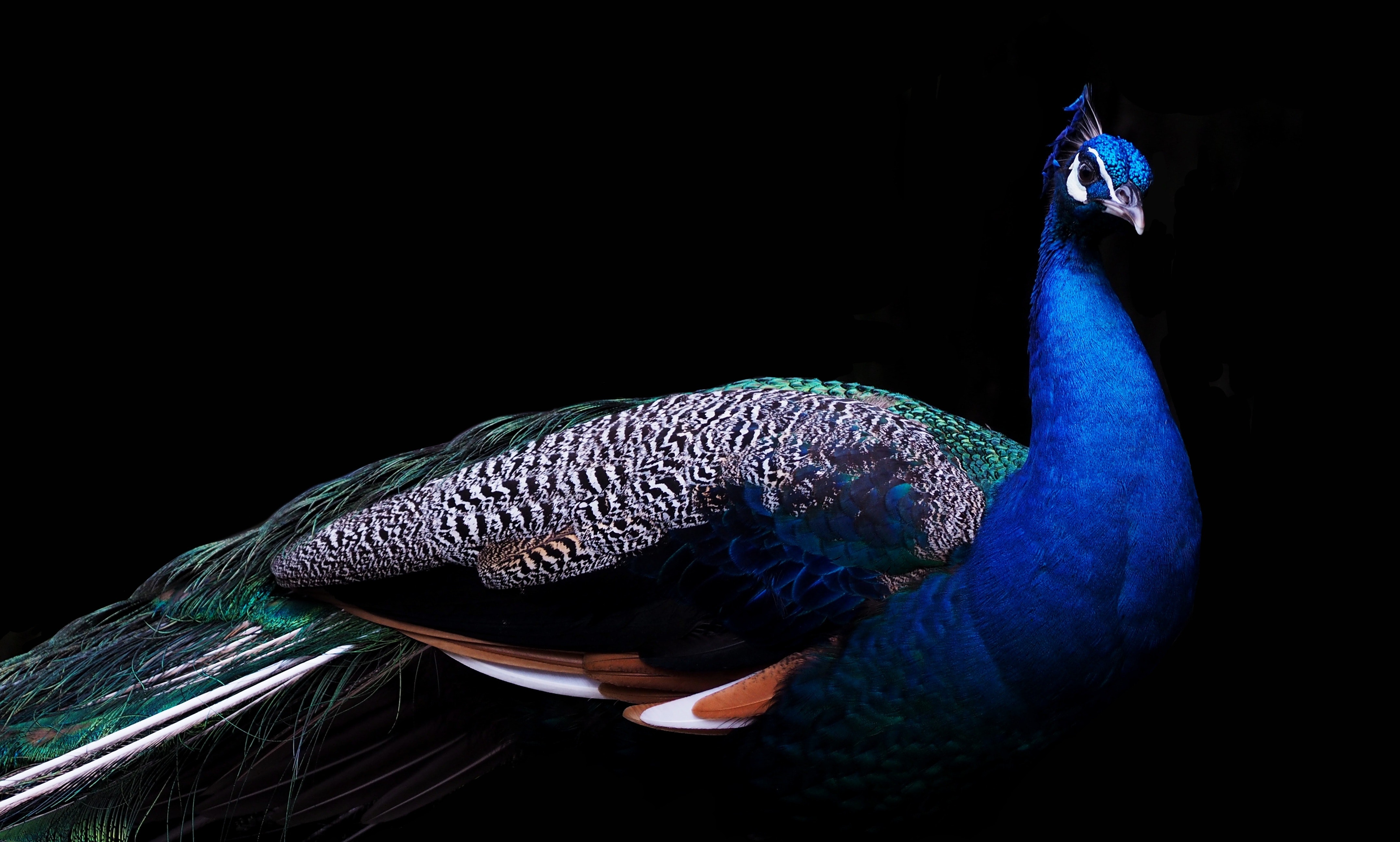 Beautiful Peacock Wallpapers