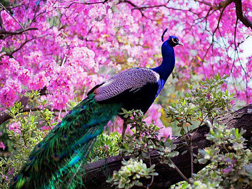 Beautiful Peacock Wallpapers