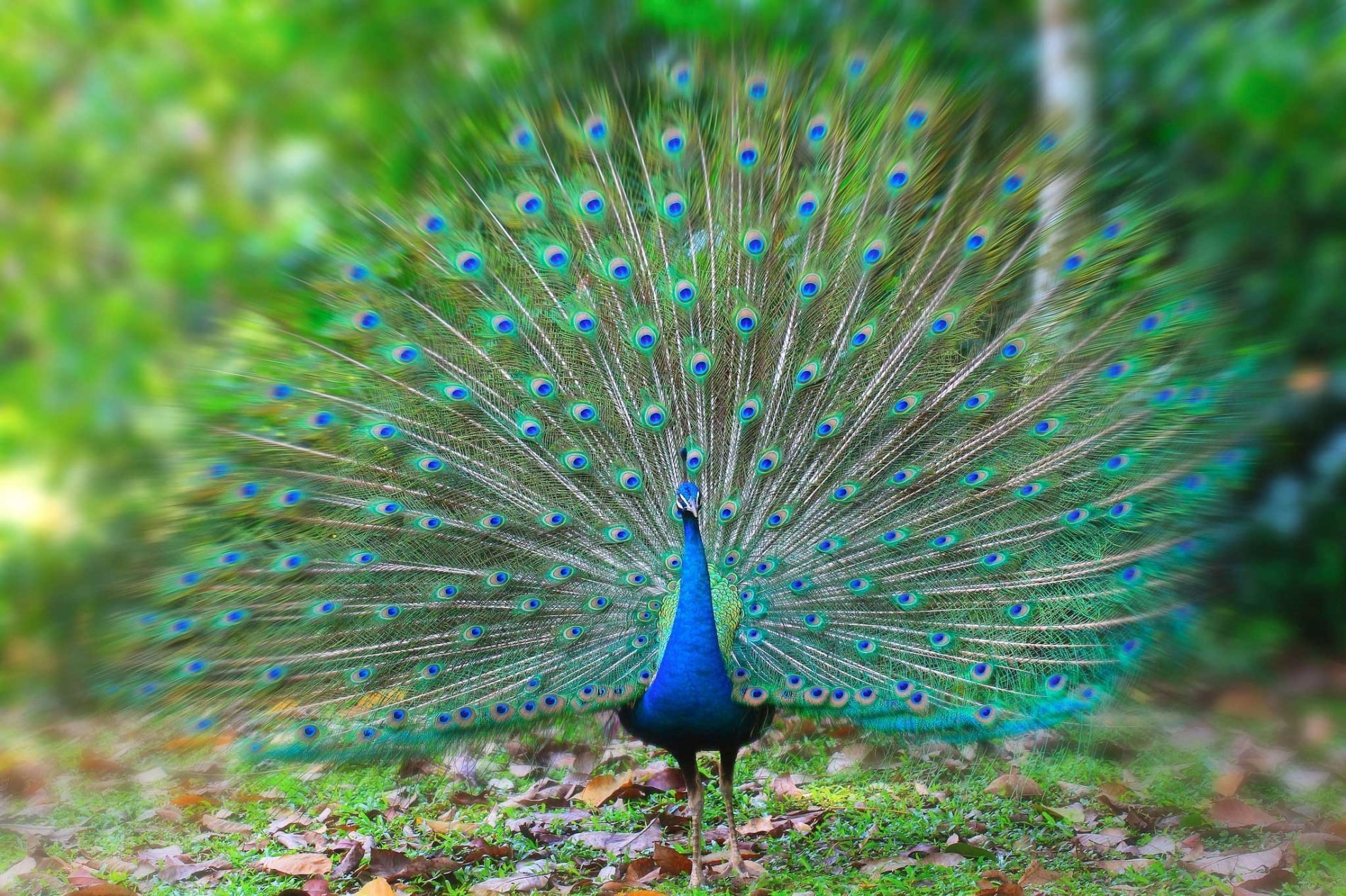 Beautiful Peacock Wallpapers