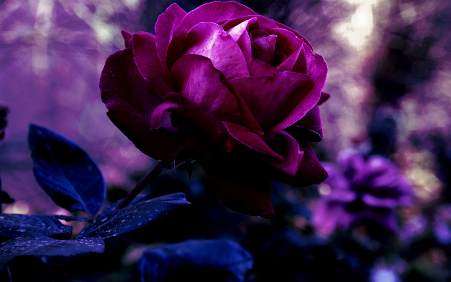 Beautiful Purple And White Roses Wallpapers