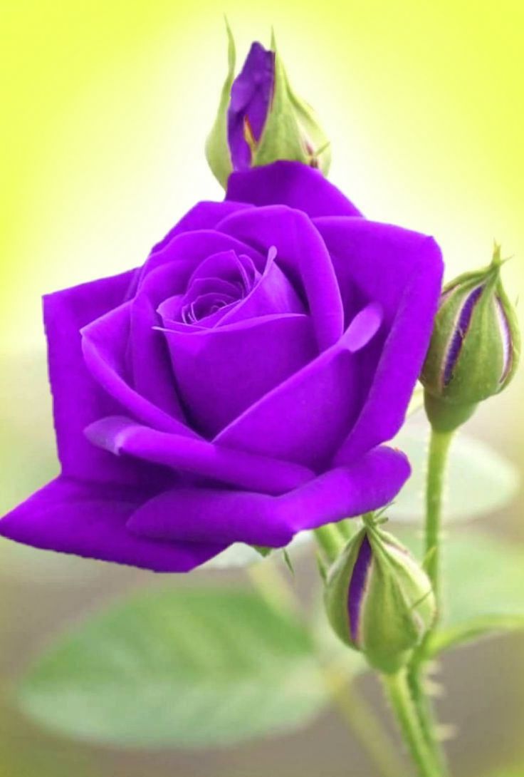 Beautiful Purple And White Roses Wallpapers