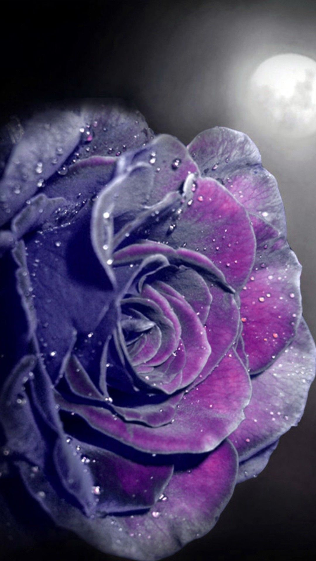Beautiful Purple And White Roses Wallpapers