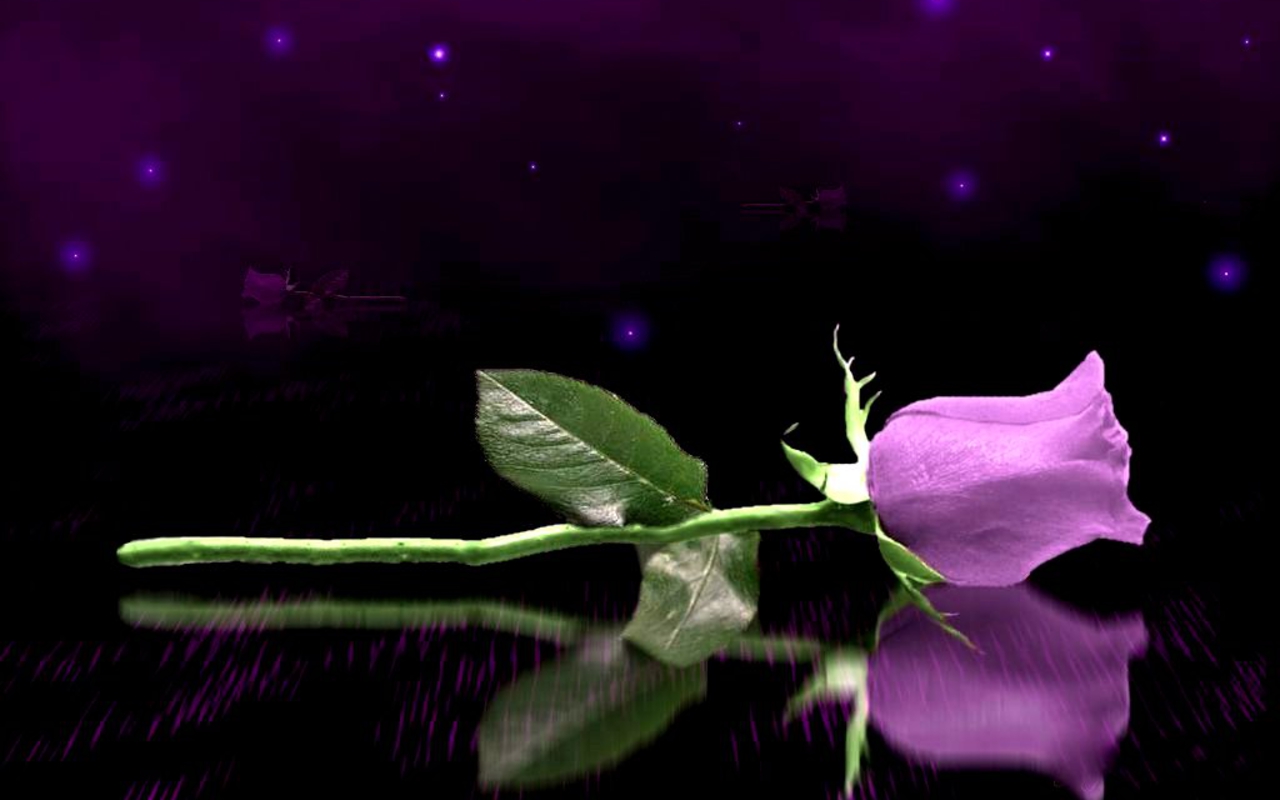 Beautiful Purple And White Roses Wallpapers