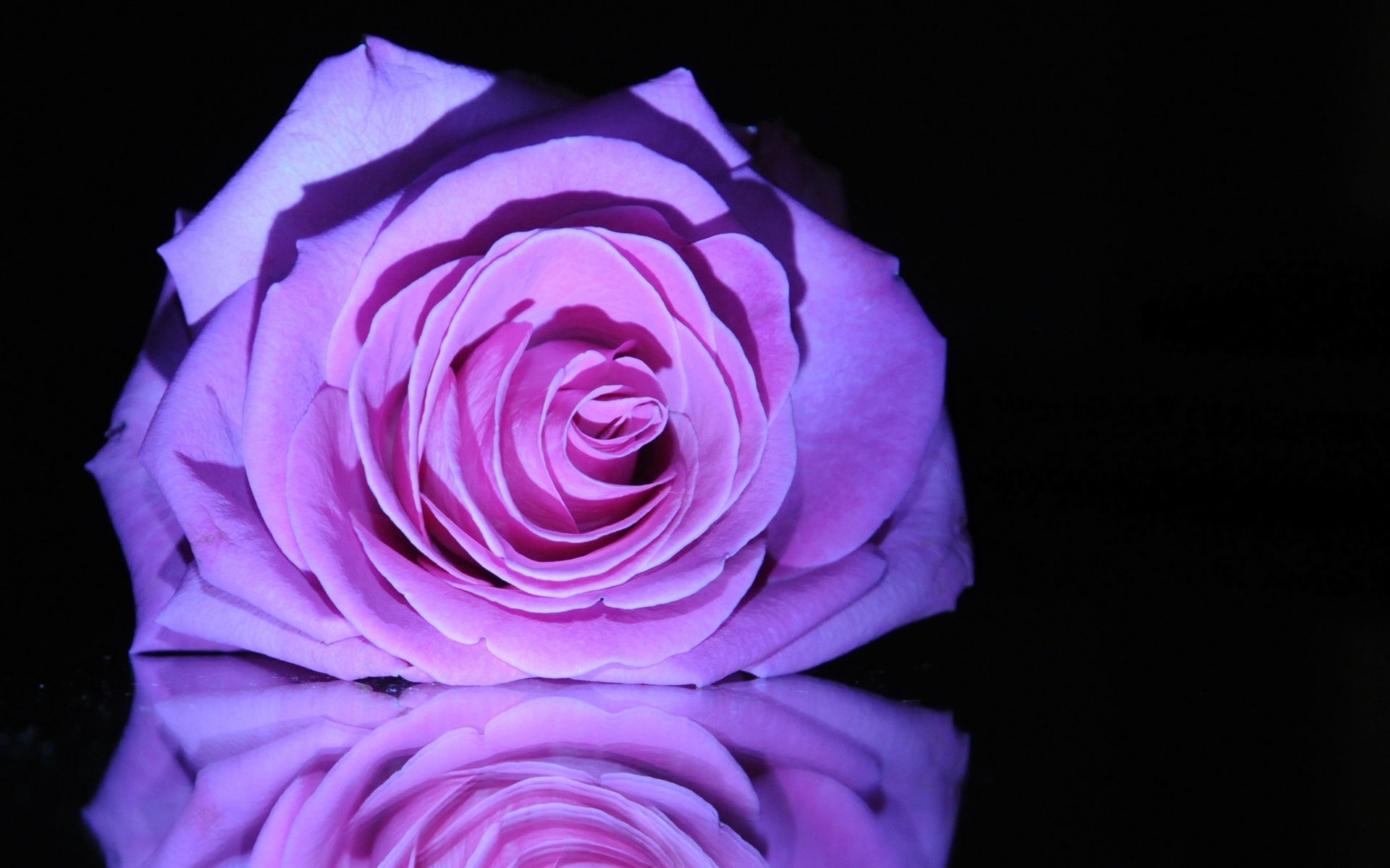 Beautiful Purple And White Roses Wallpapers