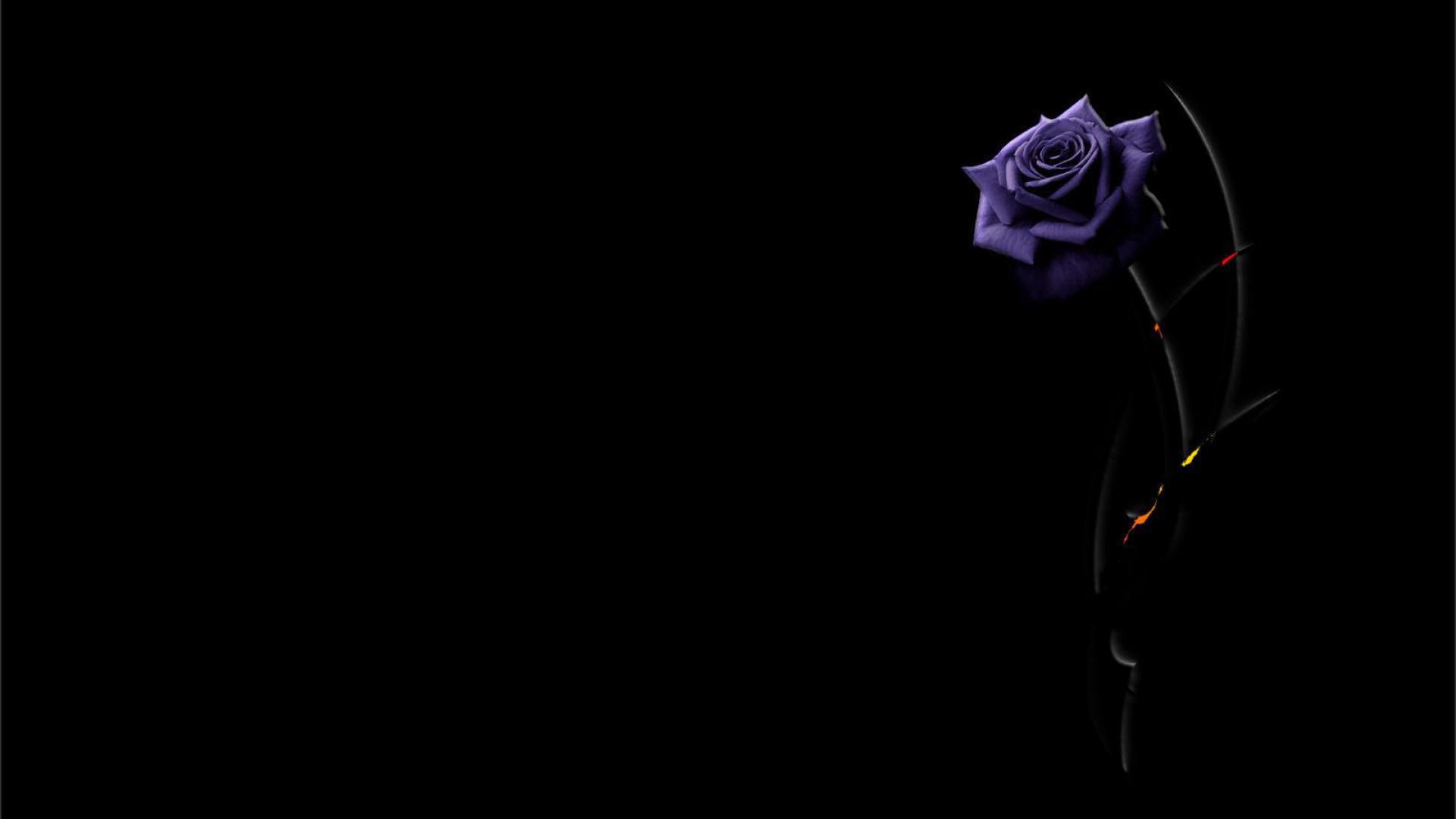 Beautiful Purple And White Roses Wallpapers