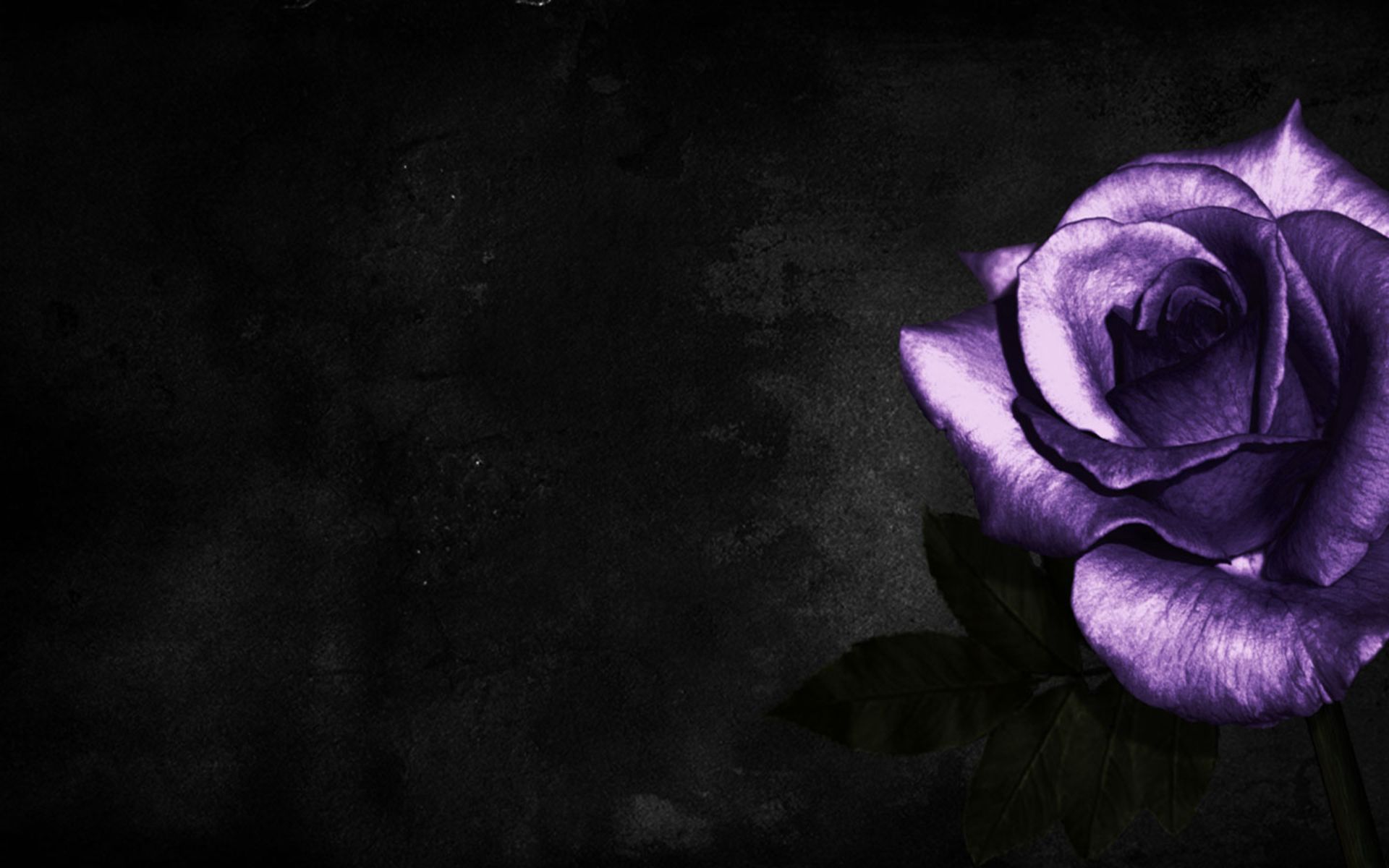 Beautiful Purple And White Roses Wallpapers