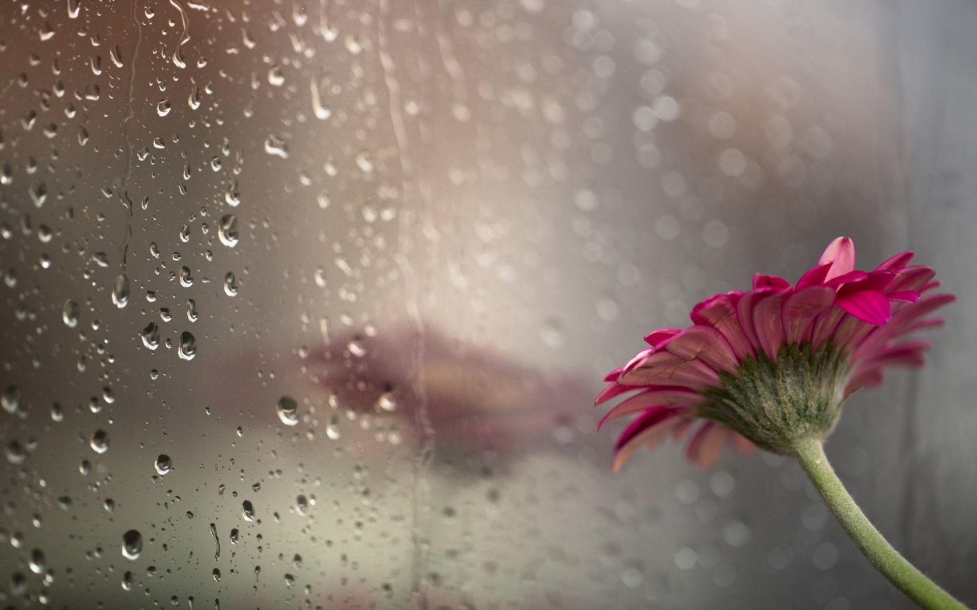 Beautiful Rain Drops With Quotes Wallpapers