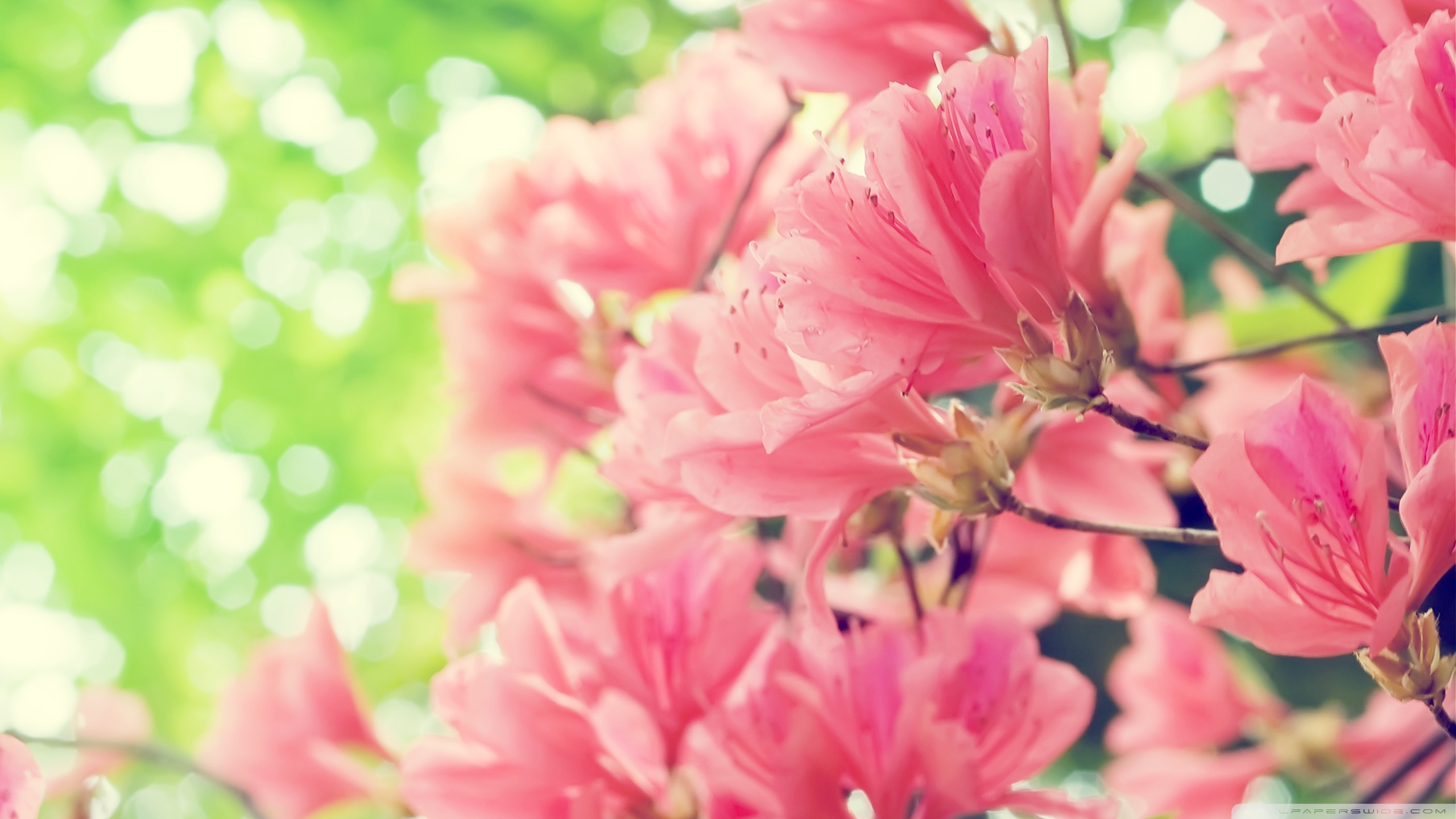 Beautiful Spring Landscape Wallpapers