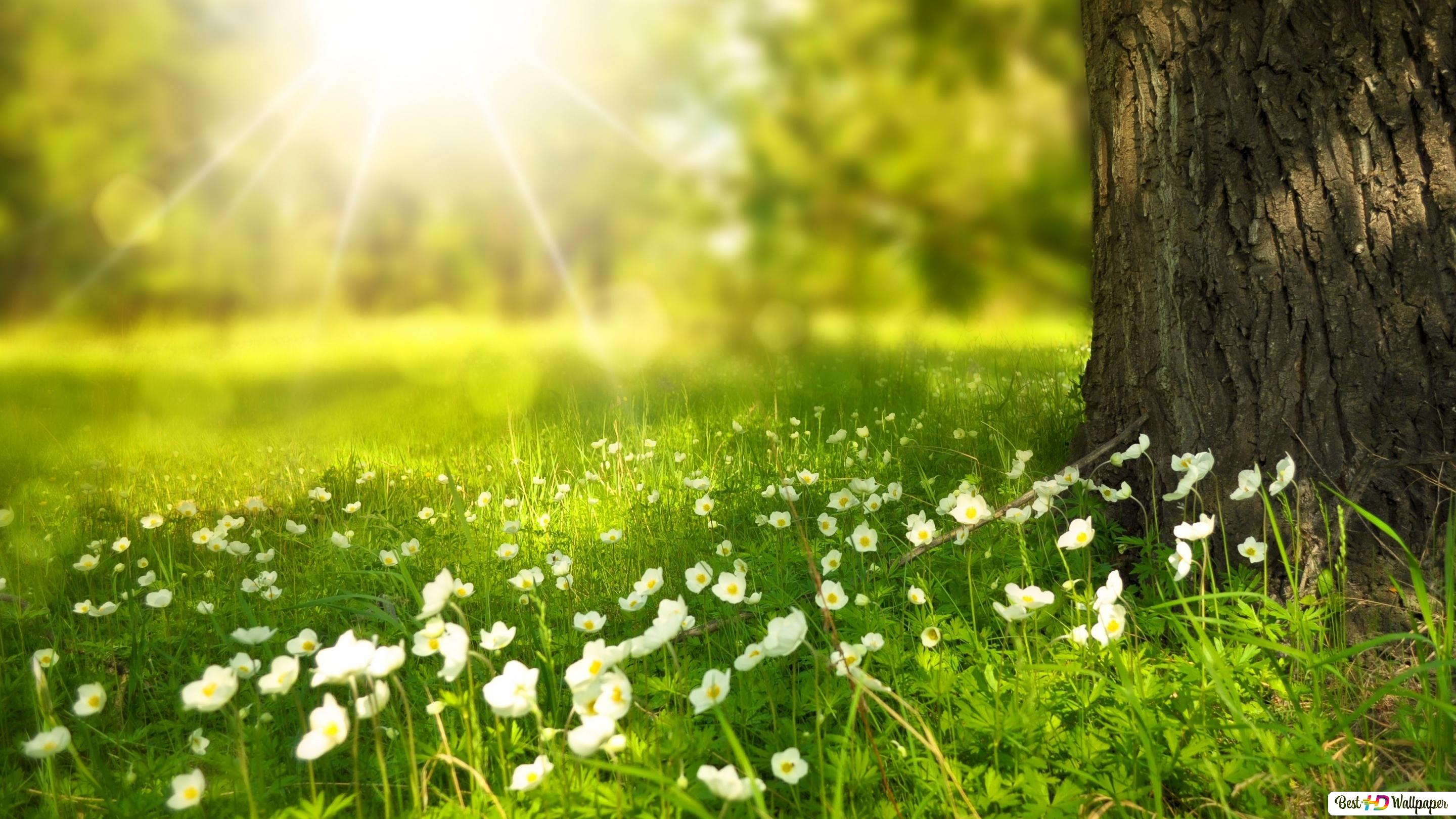 Beautiful Spring Landscape Wallpapers