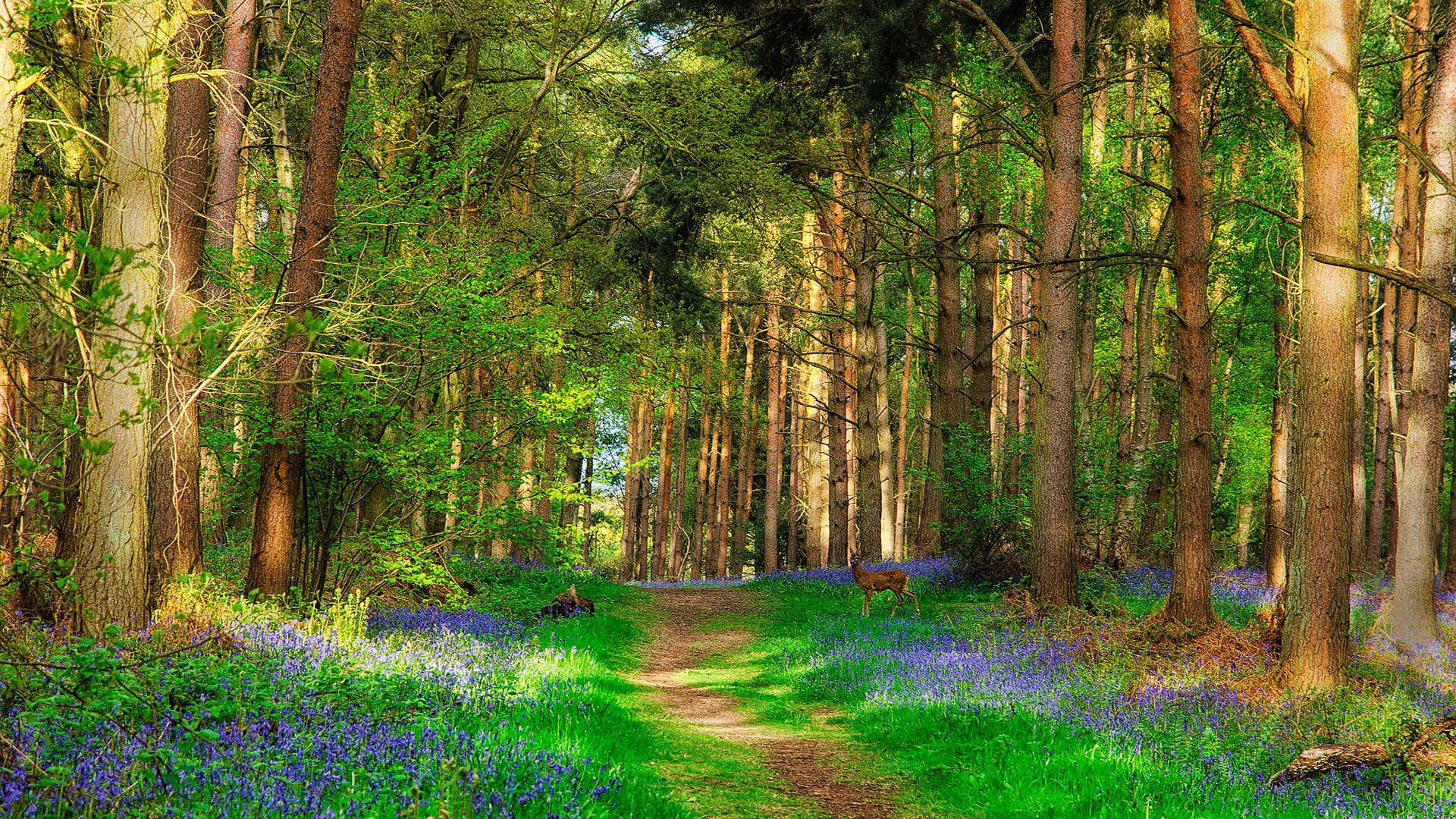 Beautiful Spring Landscape Wallpapers