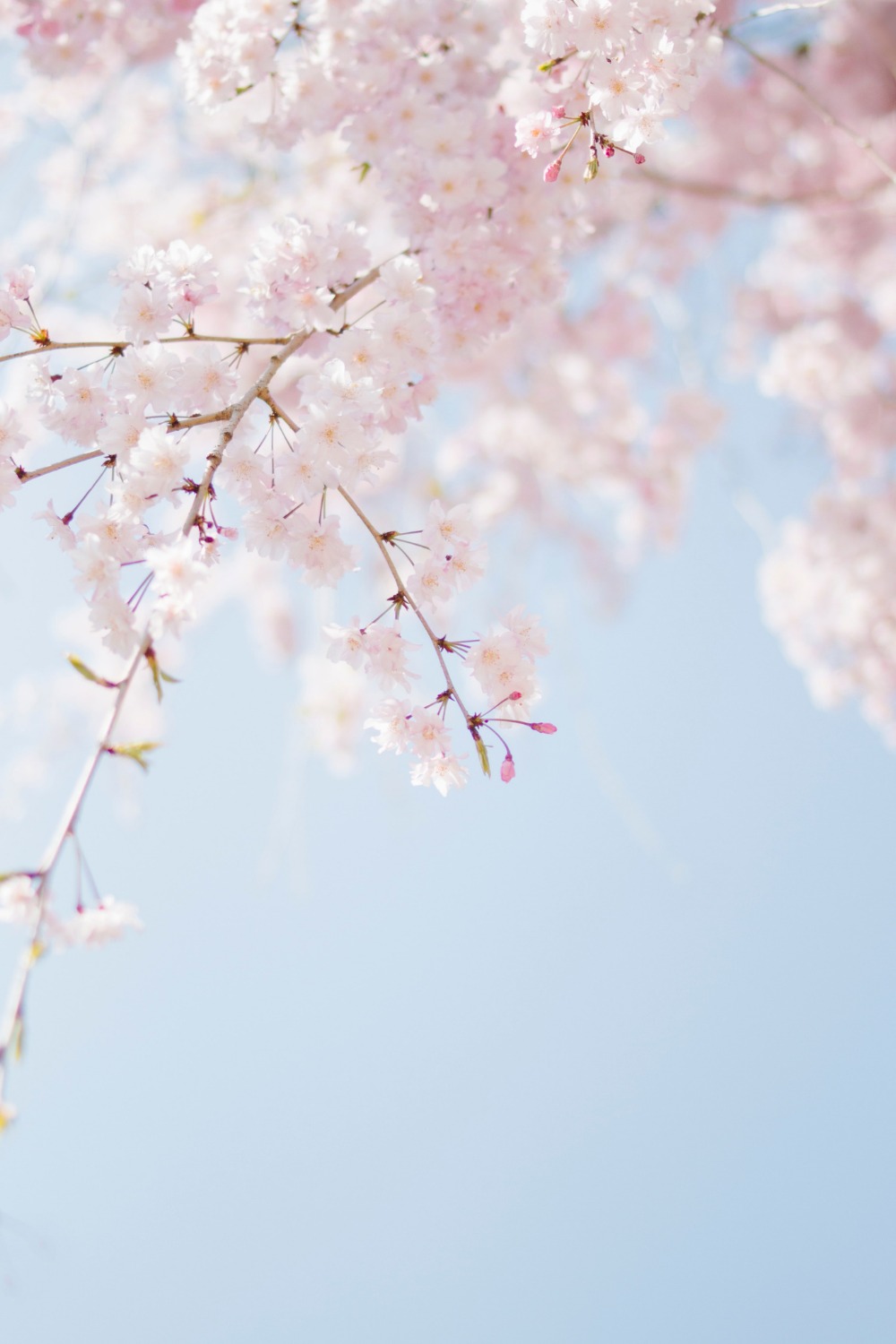 Beautiful Spring Landscape Wallpapers