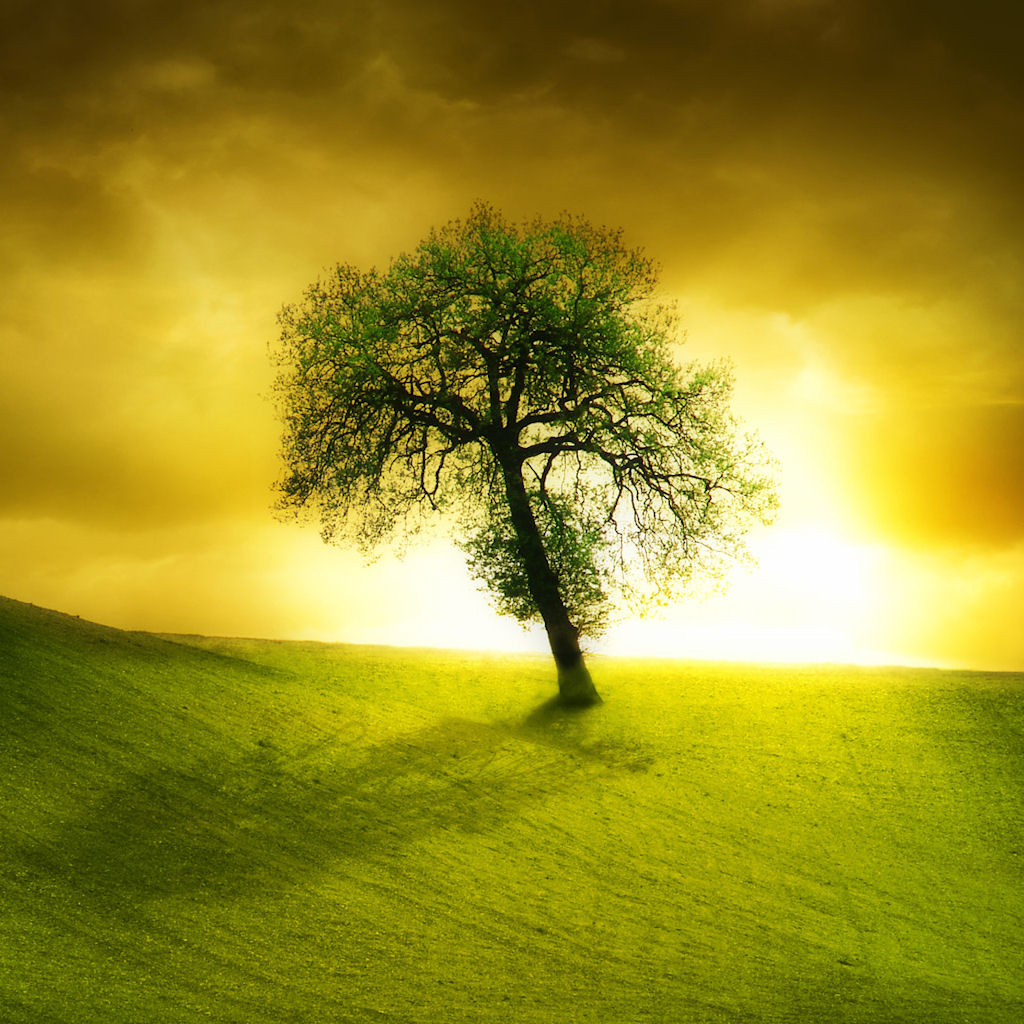 Beautiful Tree Wallpapers