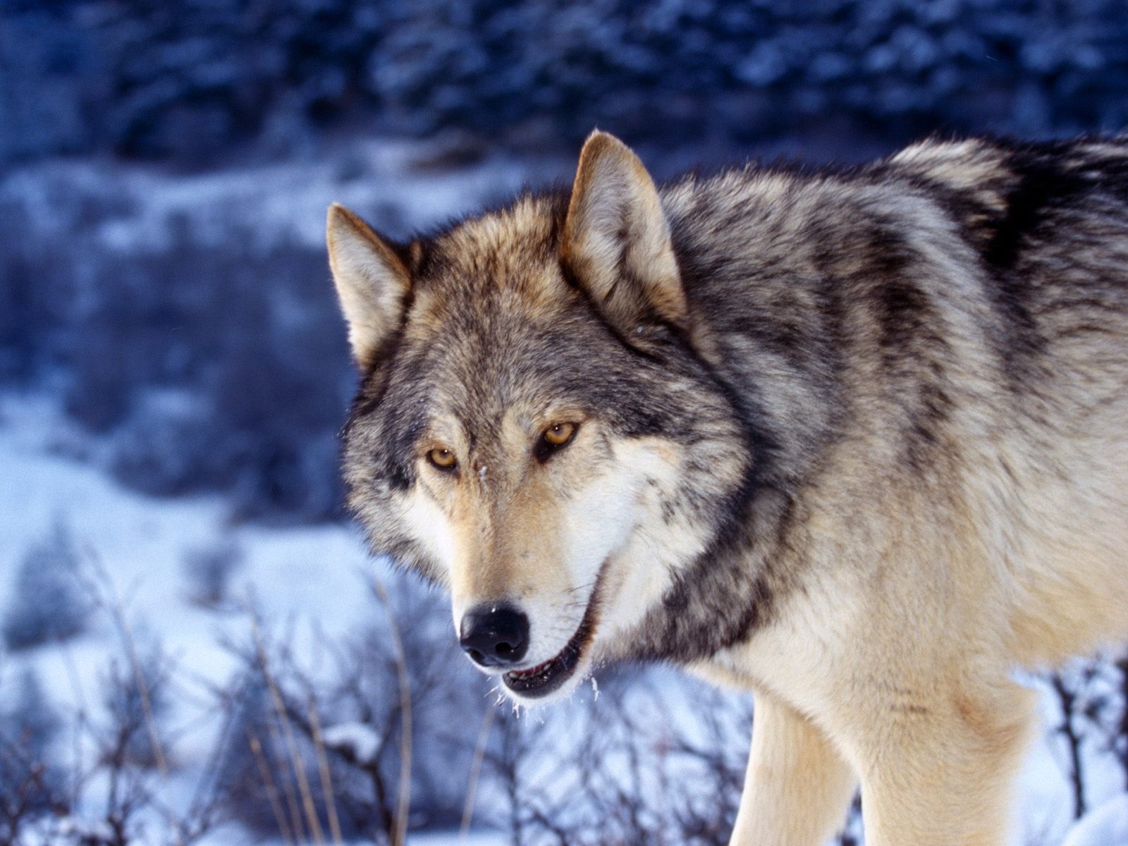 Beautiful Wolf Photography Wallpapers